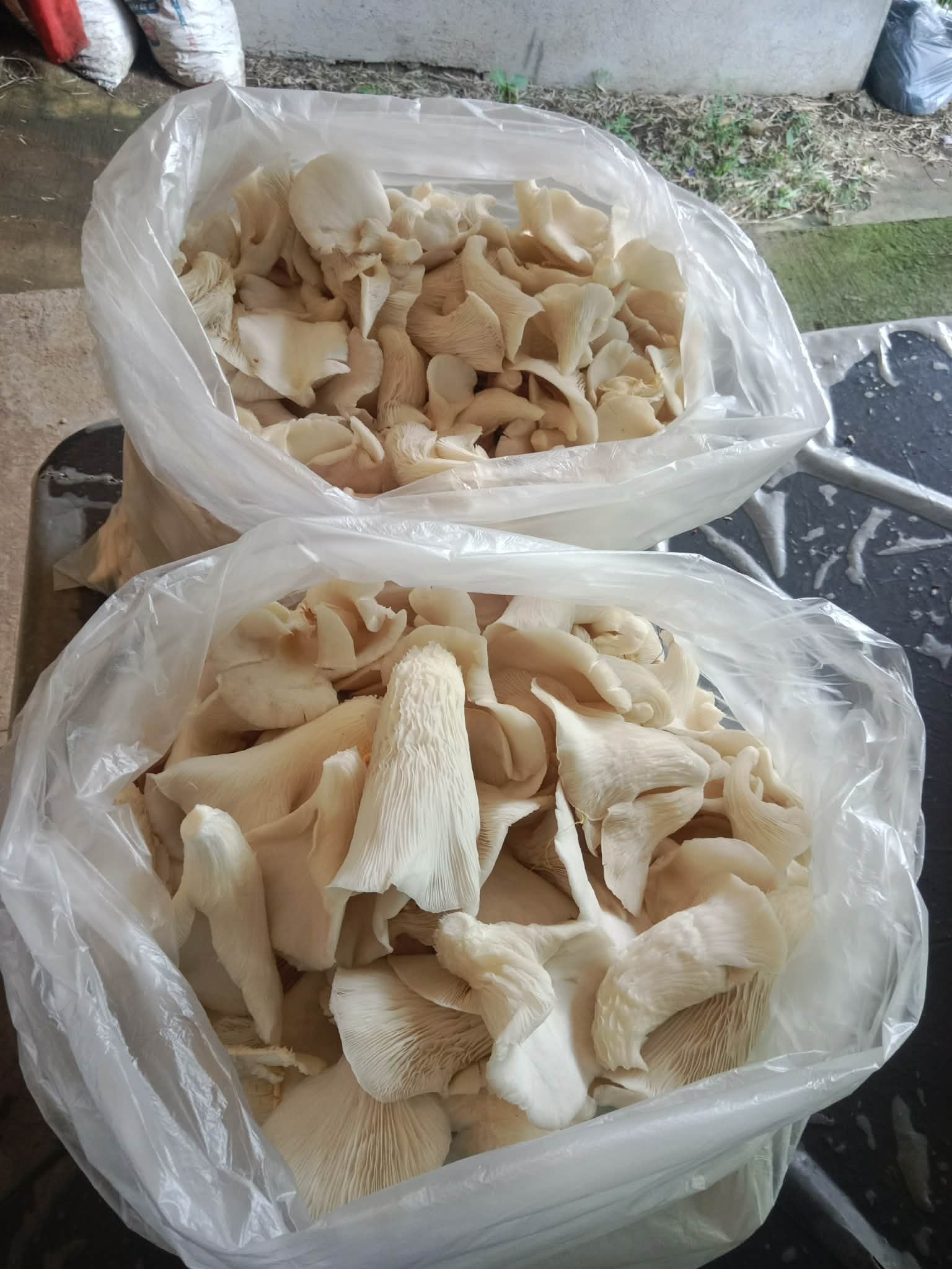 Fresh Oyster Mushroom photo 4