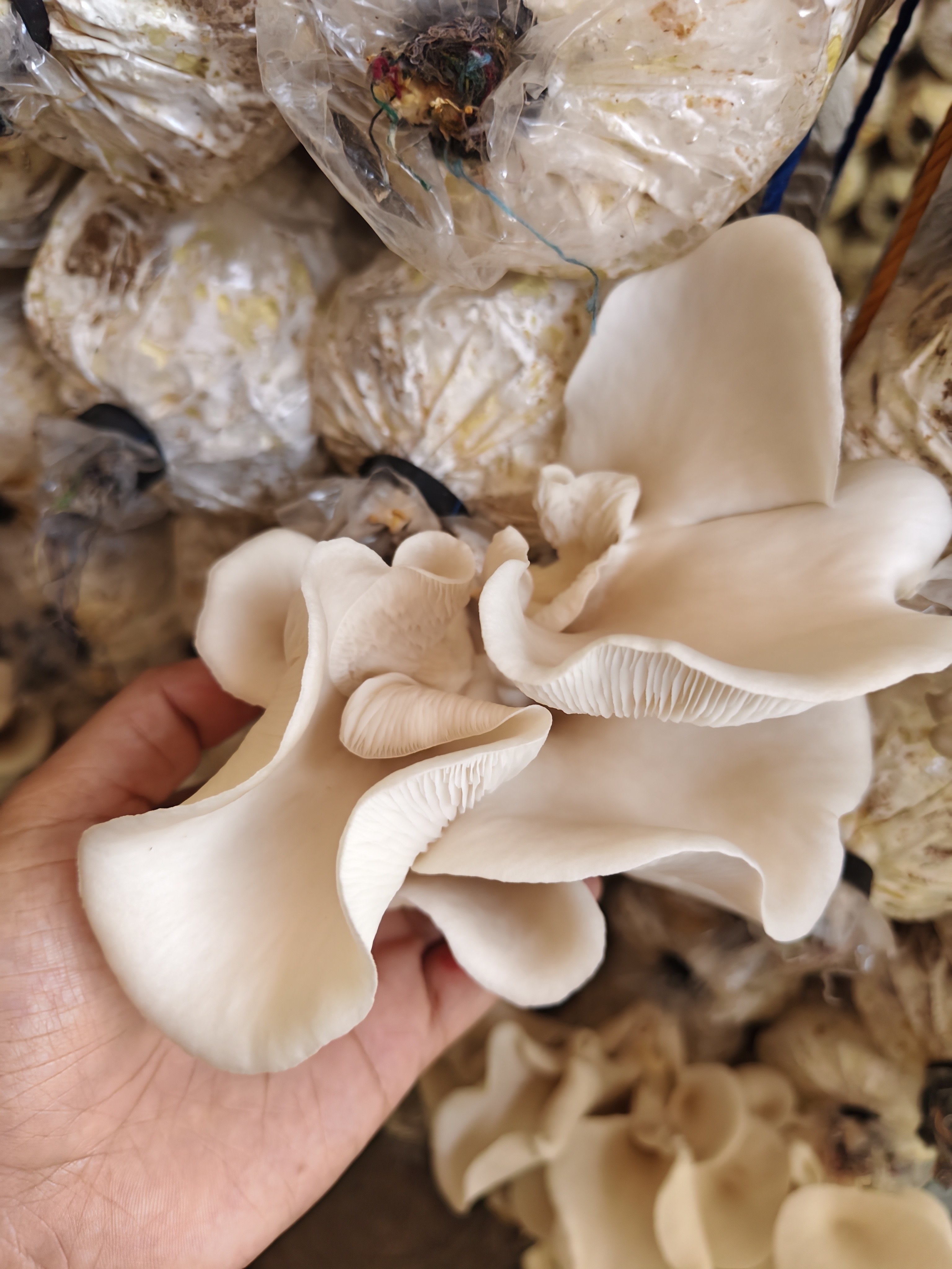 Fresh Oyster Mushroom photo 2