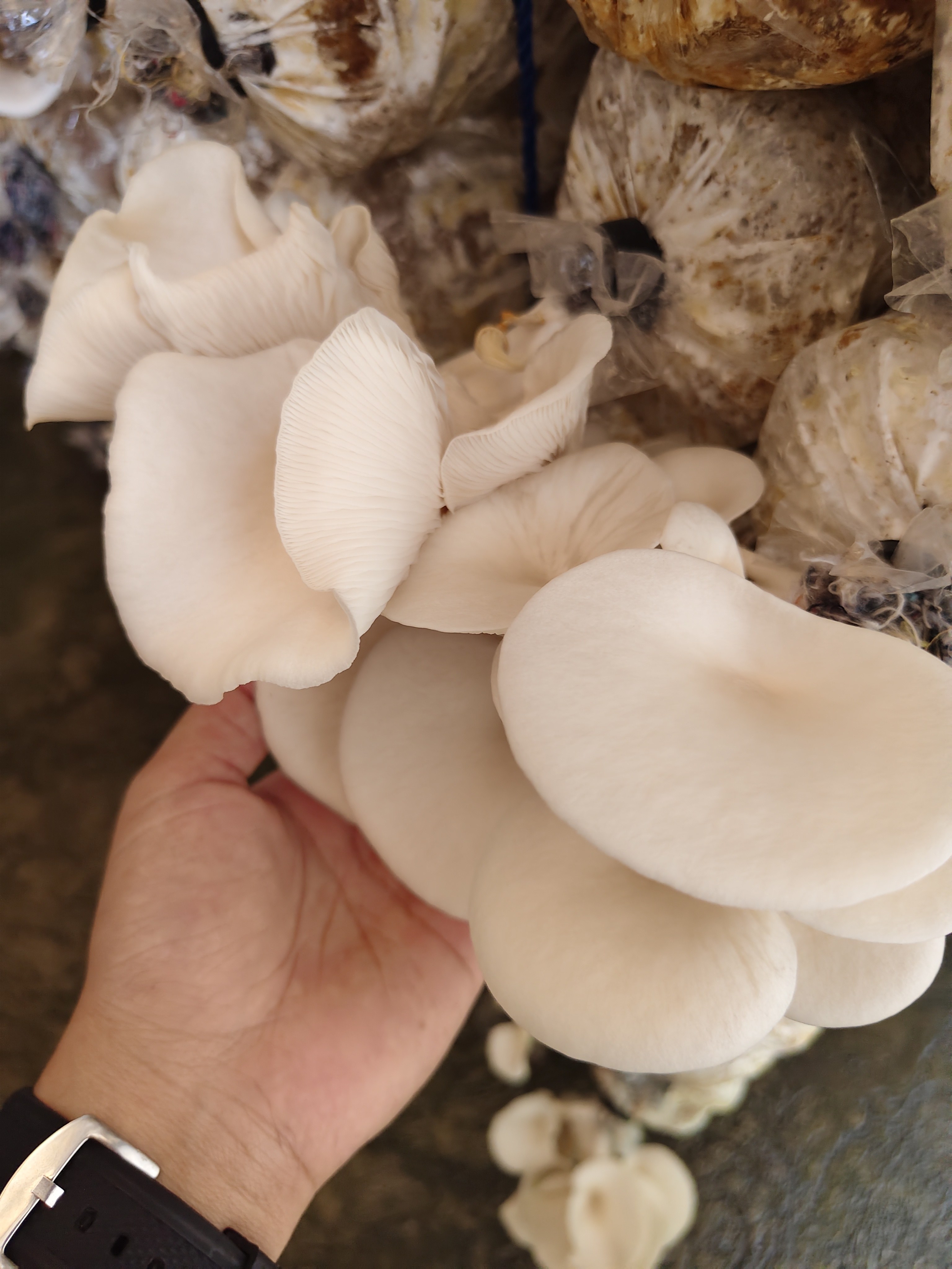 Fresh Oyster Mushroom