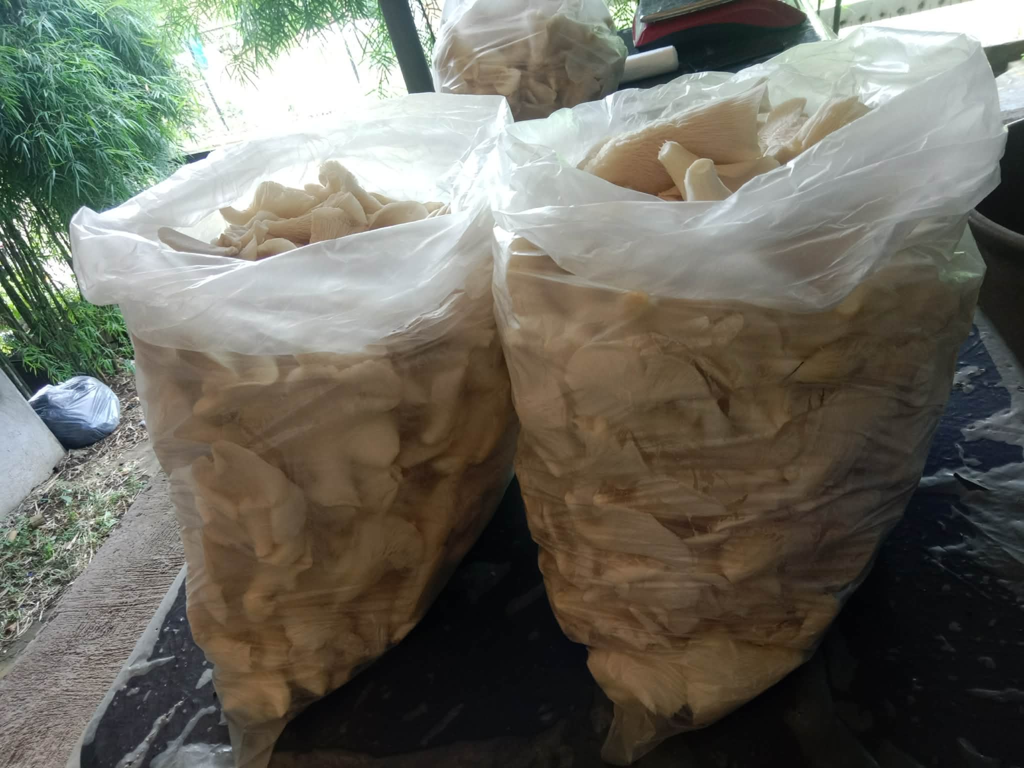 Fresh Oyster Mushroom photo 5