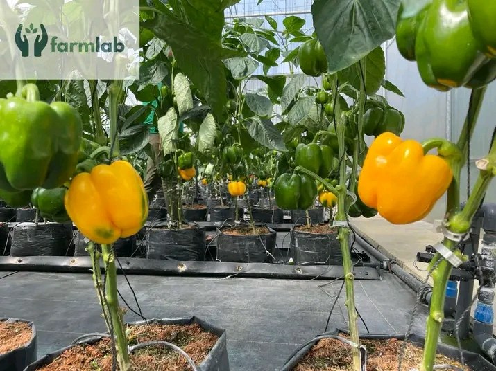Yellow bellpepper photo 4