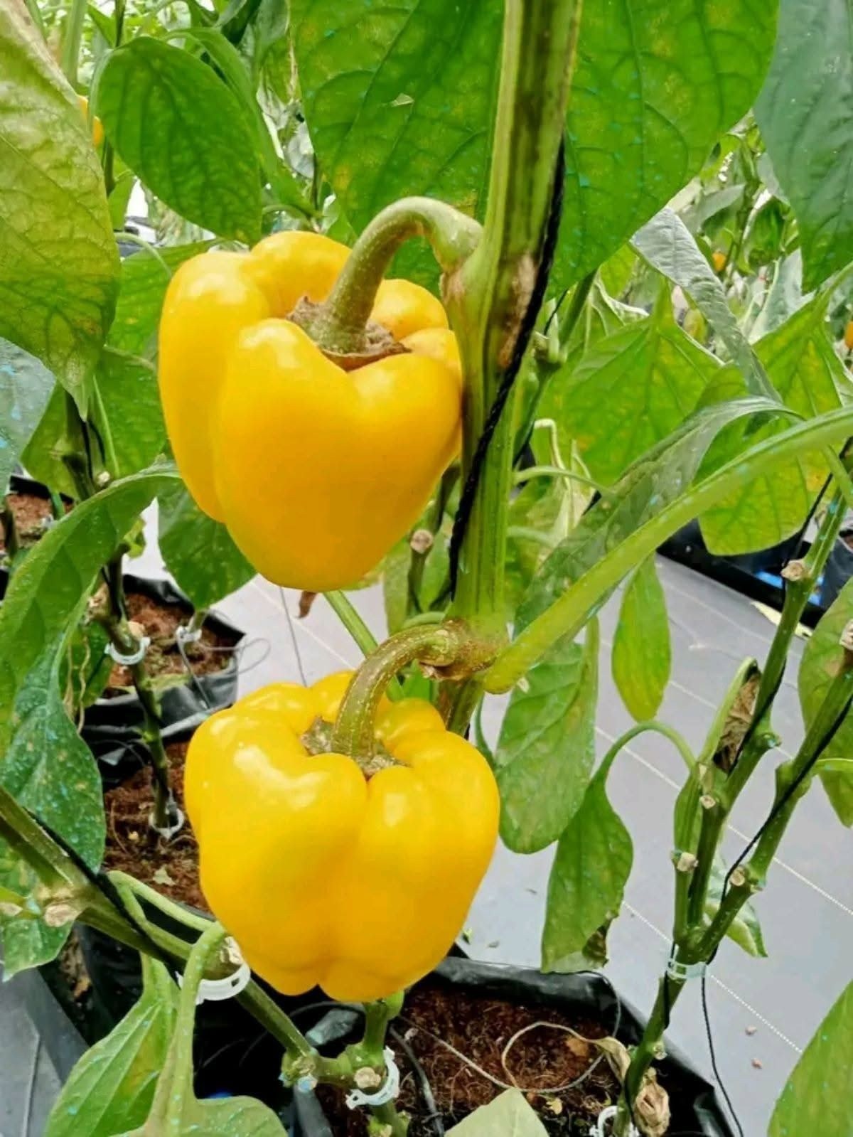 Yellow bellpepper