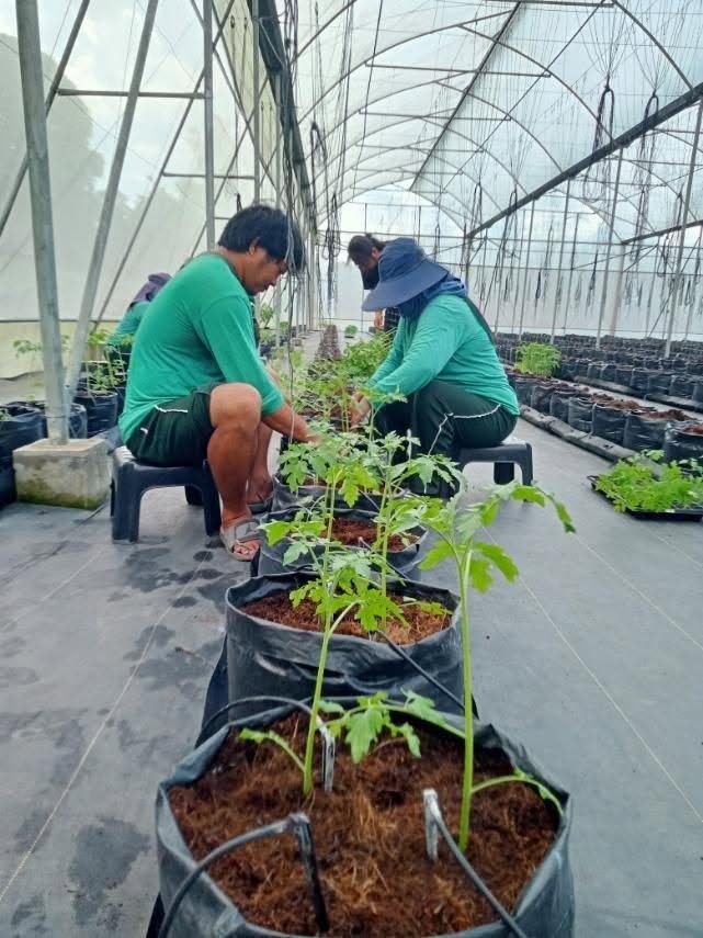 Yellow bellpepper photo 2
