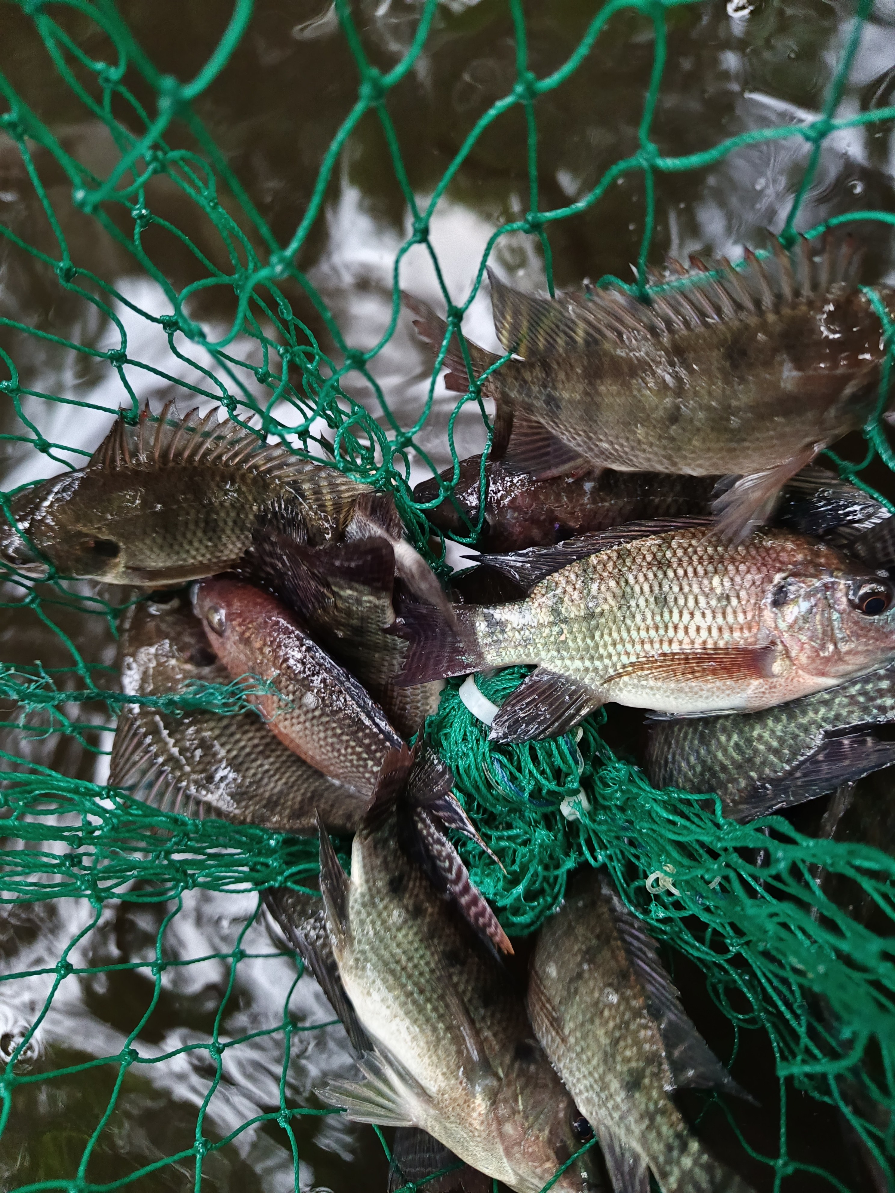 Healthy Tilapia Juvenile Stock – Pond & Aquaponics Ready photo 3