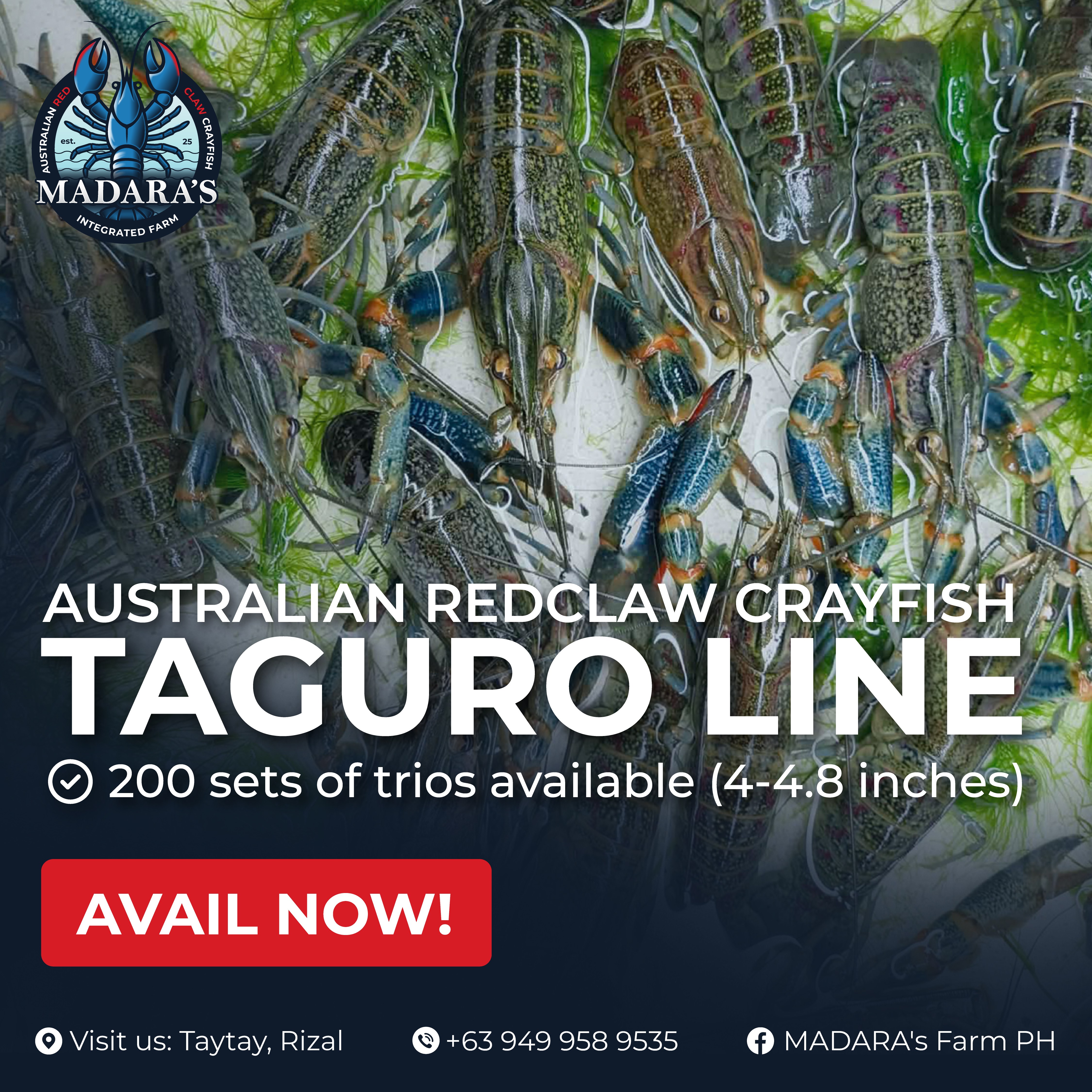 Crayfish Breeders (Pure Taguro Line)