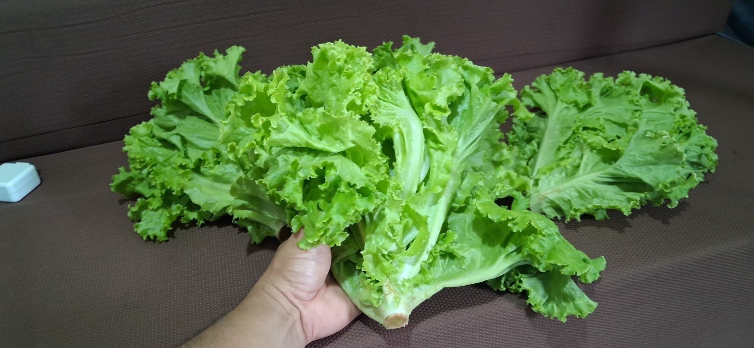 Green ice Lettuce
