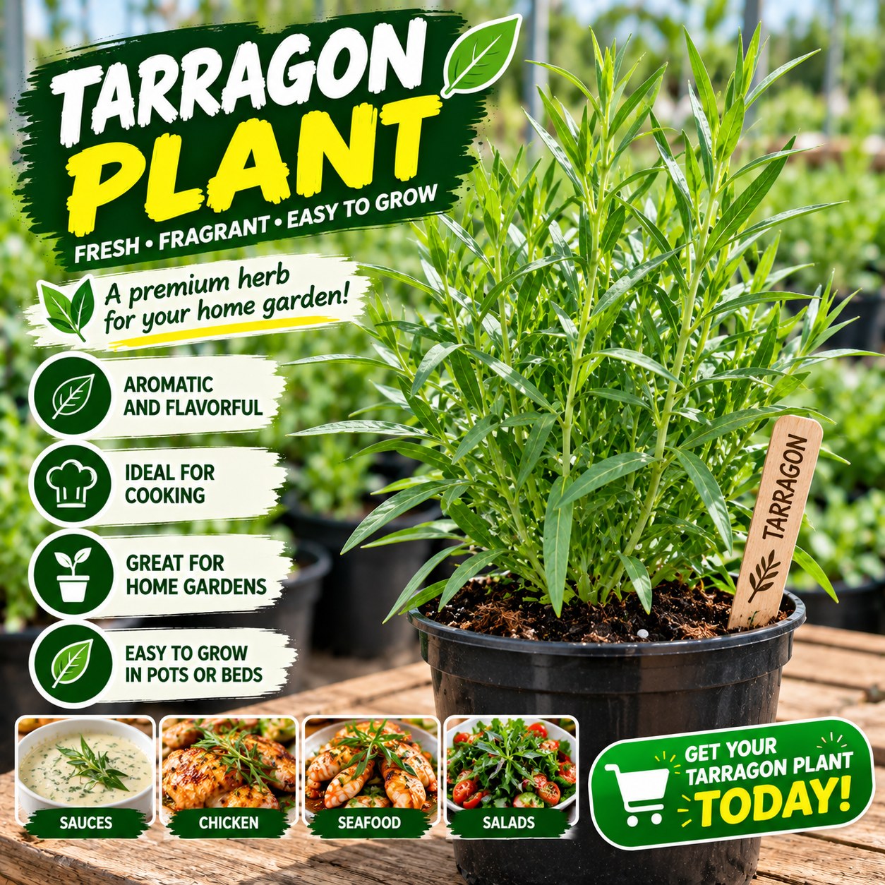 Potted Tarragon plants