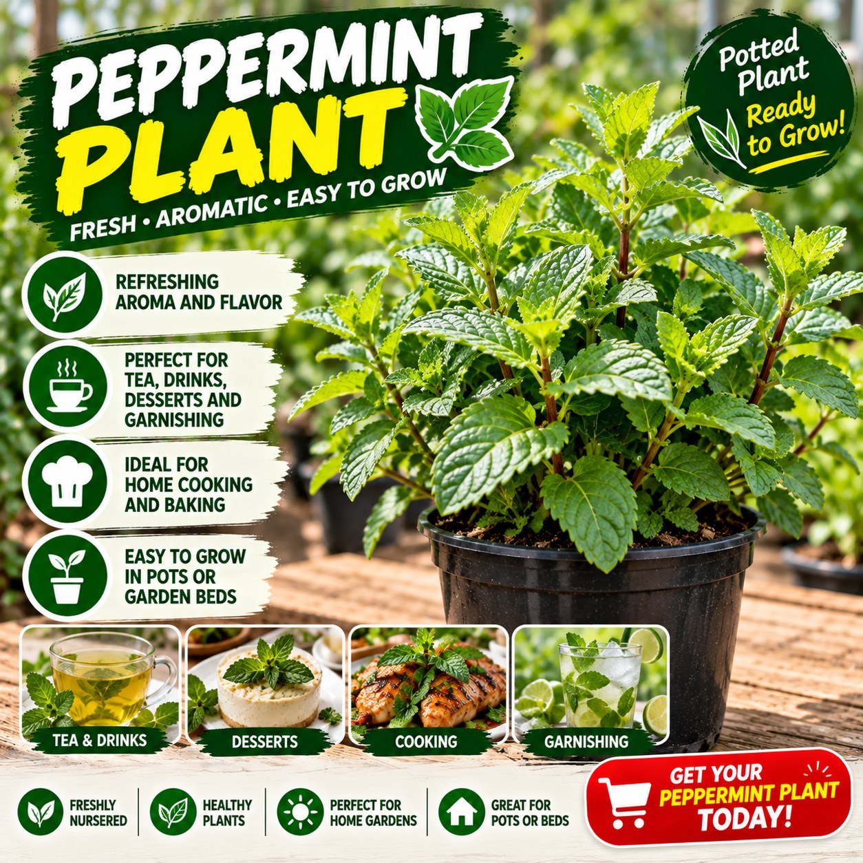 Potted Peppermint Plant