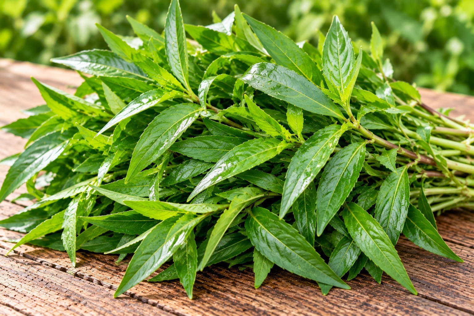 Vietnamese Coriander/Laksa Leaves