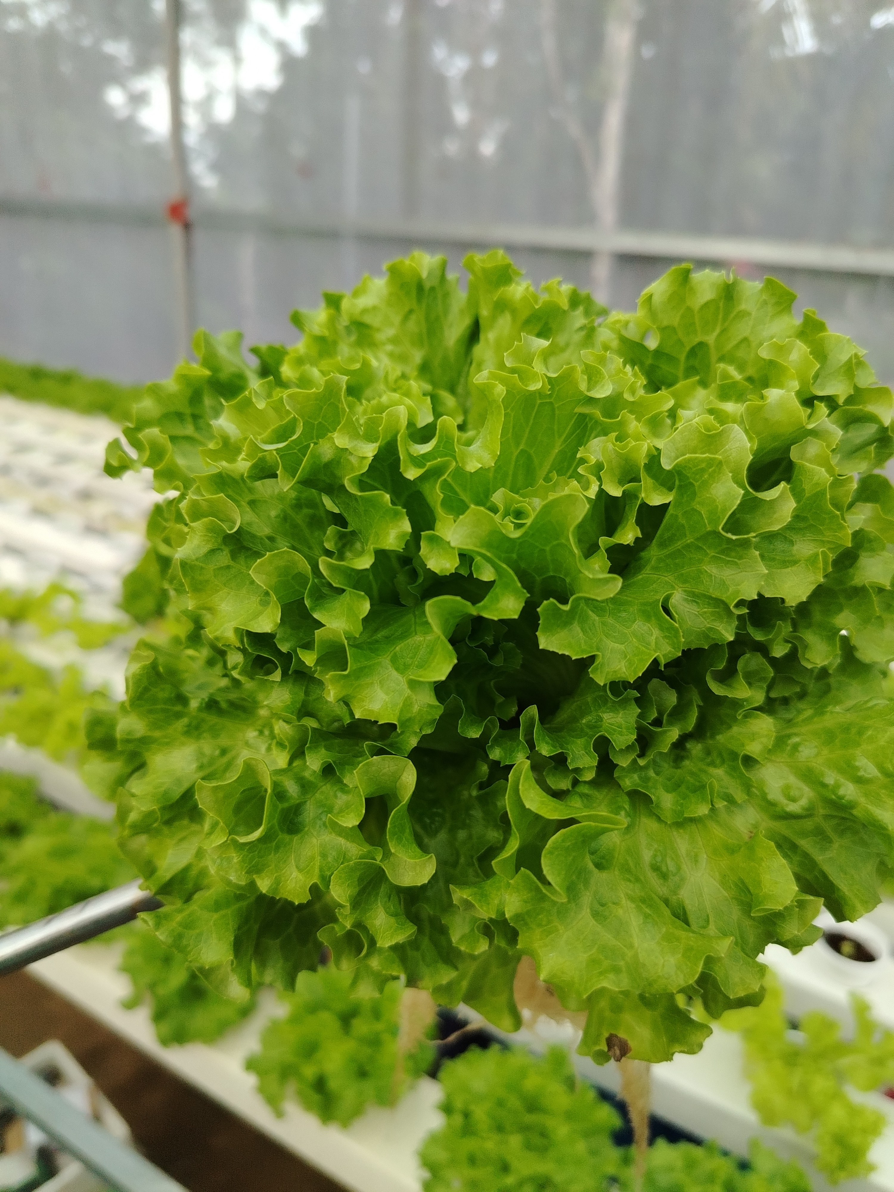 Fresh Lettuce