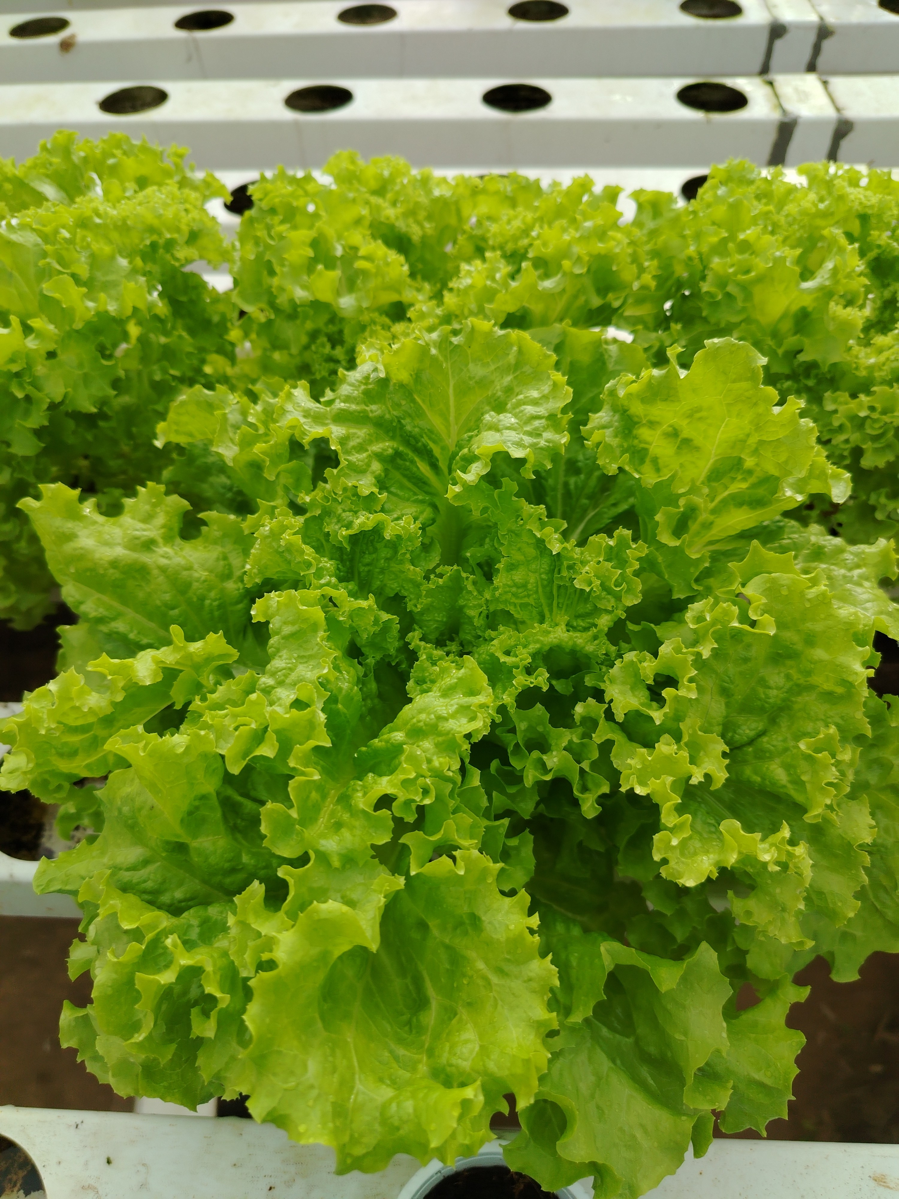 Fresh Lettuce photo 2