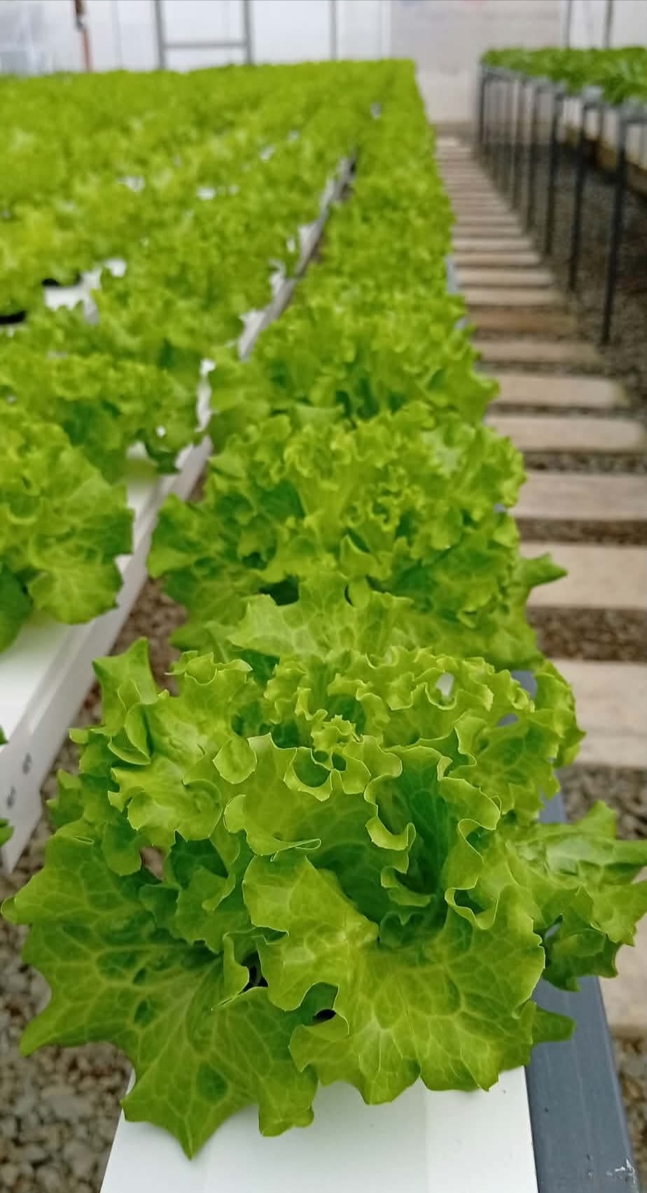 Olmetie Lettuce