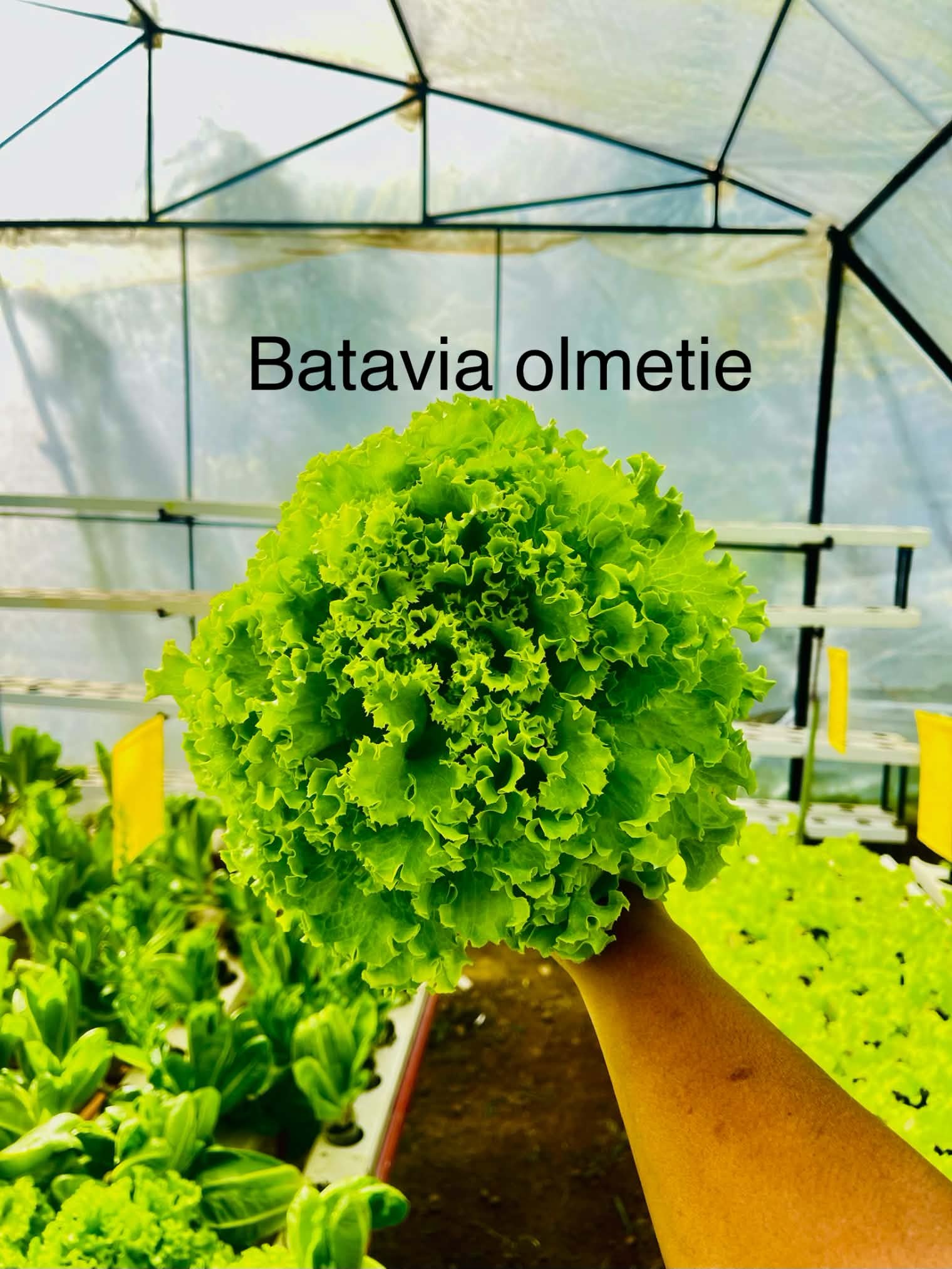 Batavia olmetie photo 2