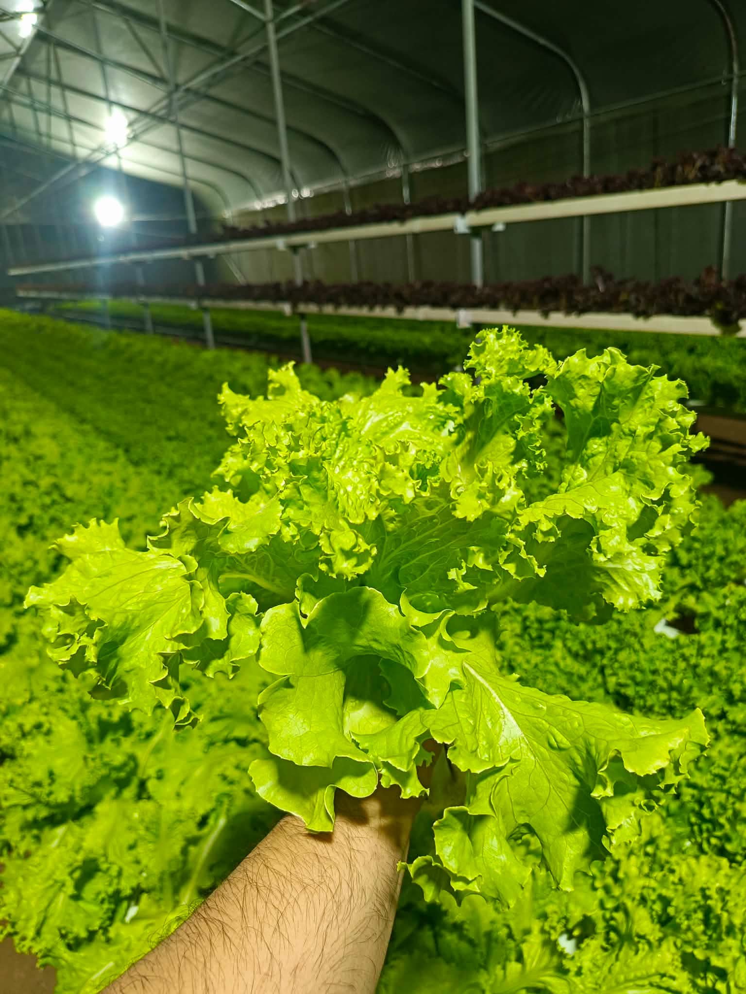 green ice invicta