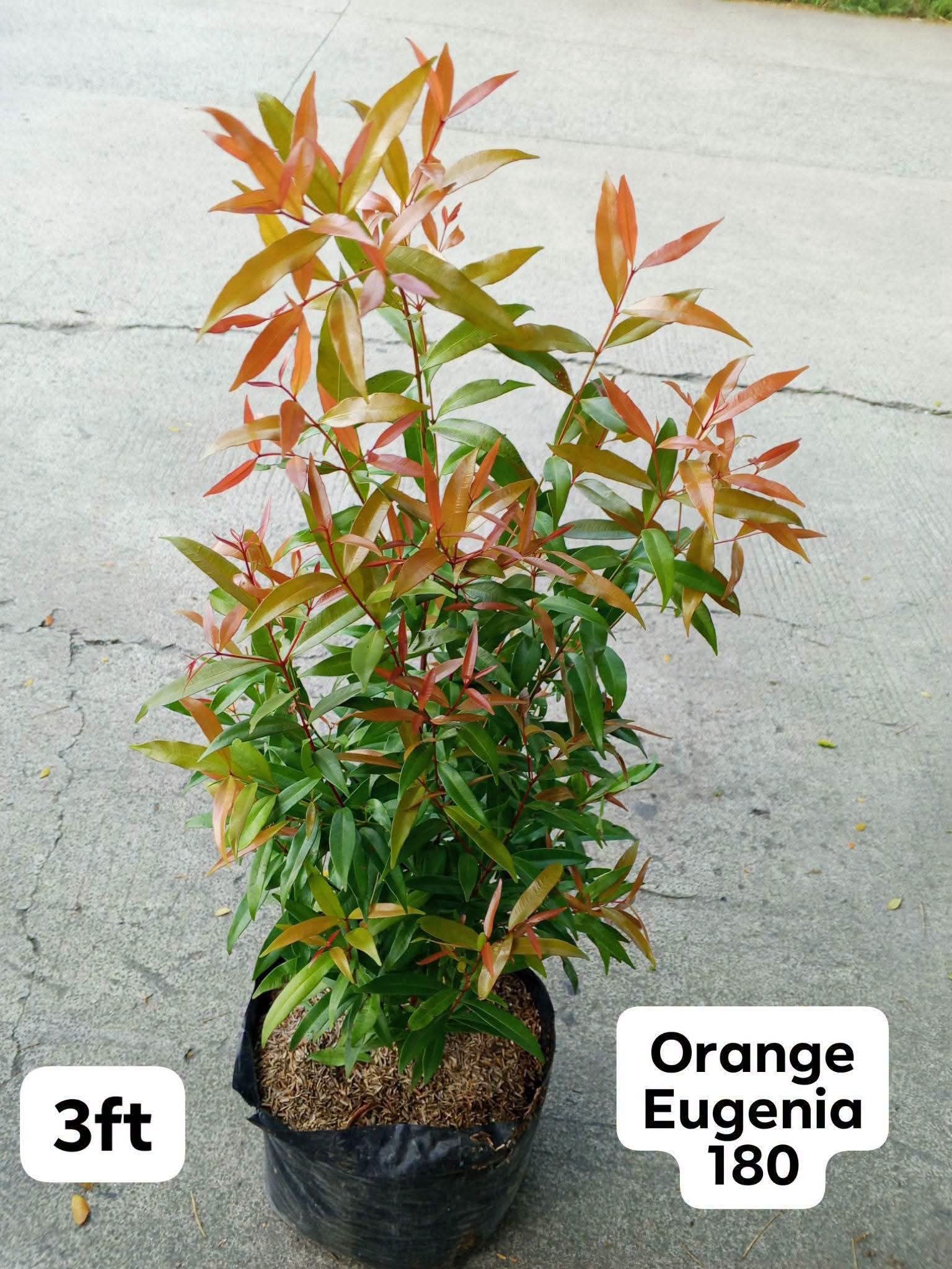 orange Eugenia photo 2