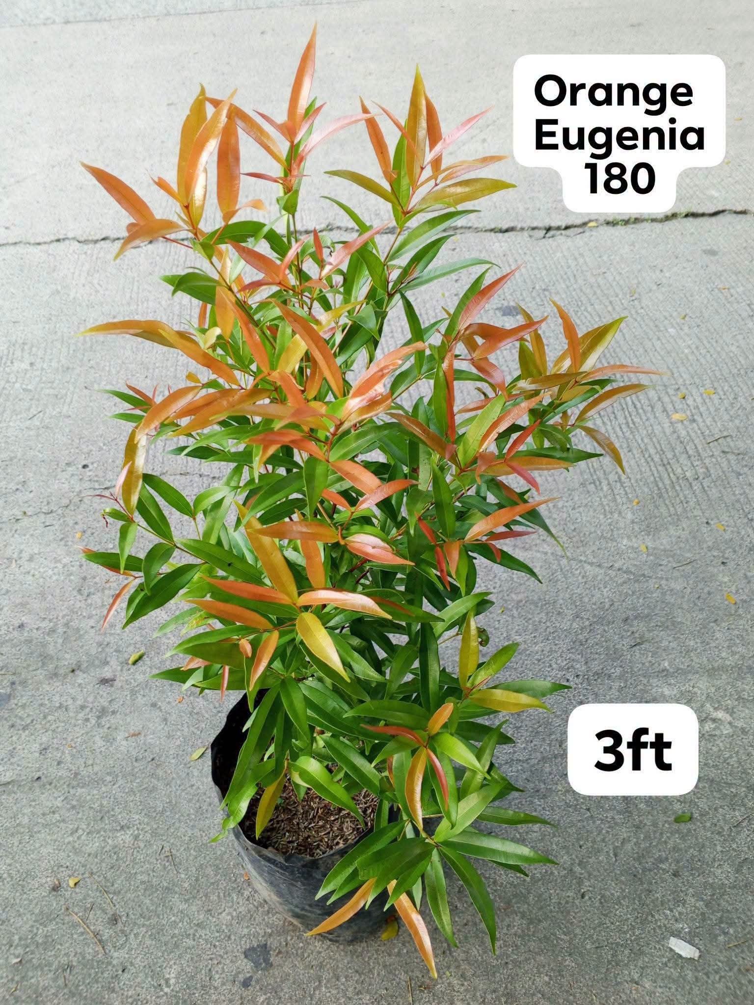 orange Eugenia