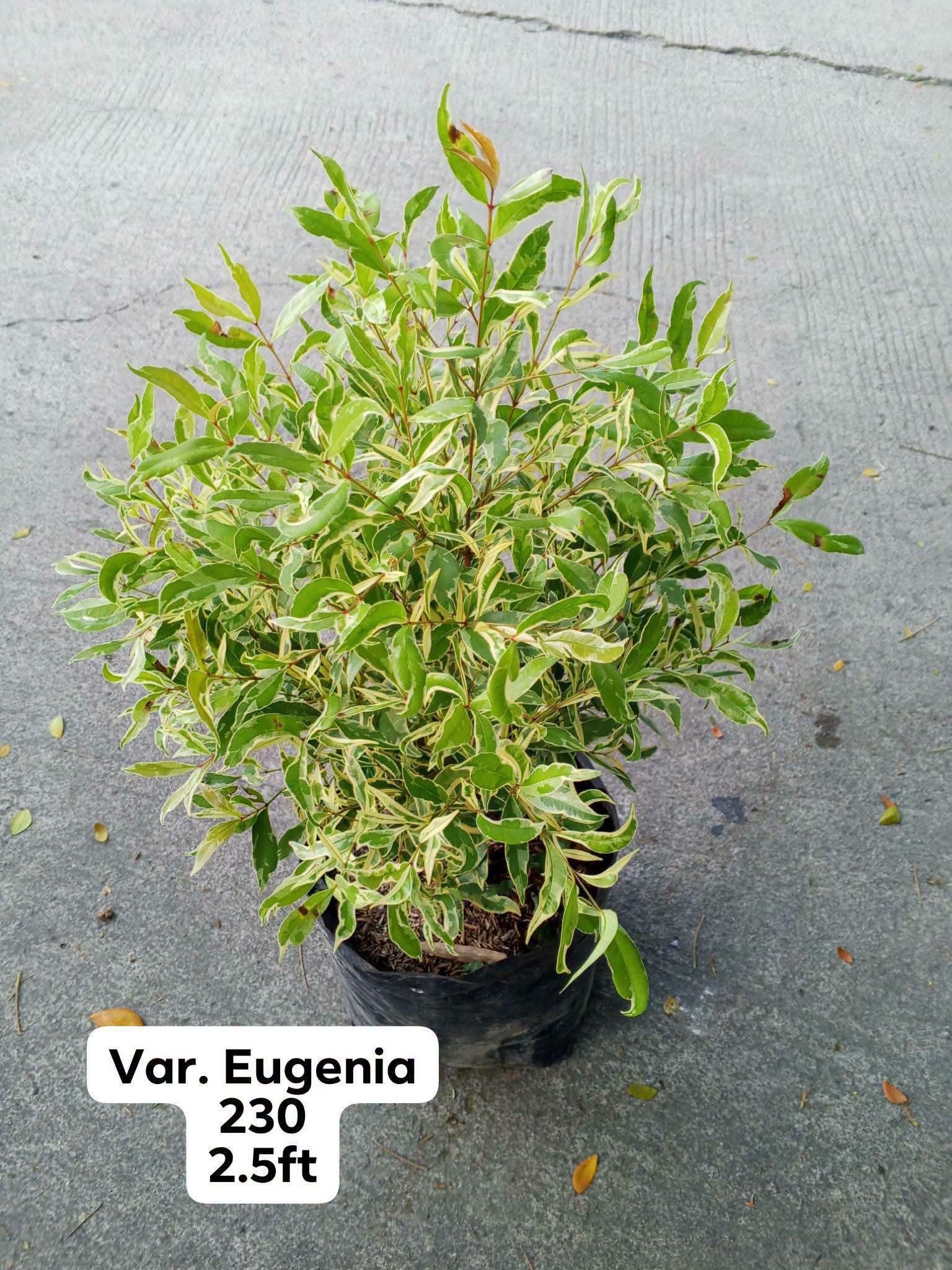 orange Eugenia photo 3