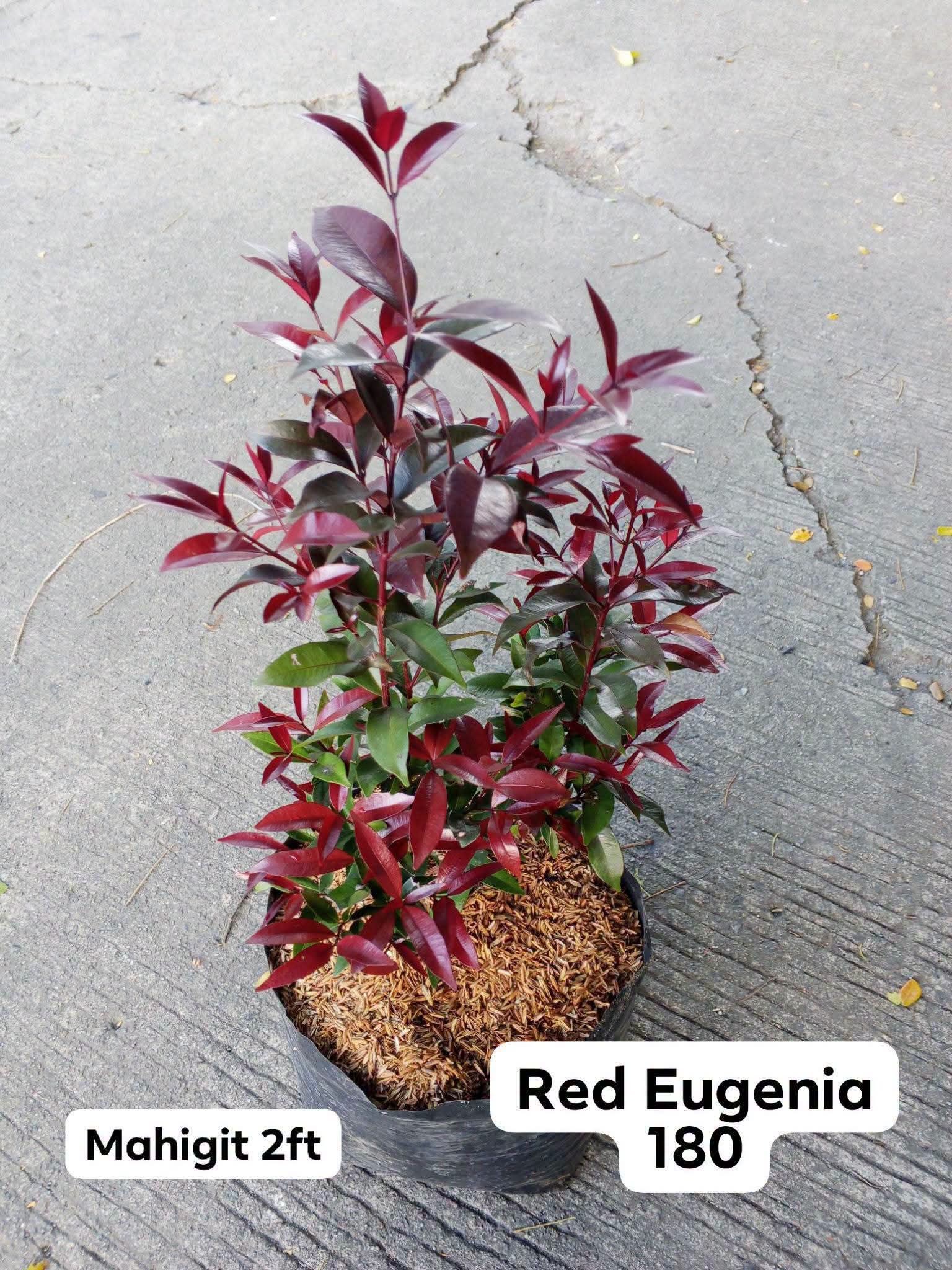 orange Eugenia photo 4