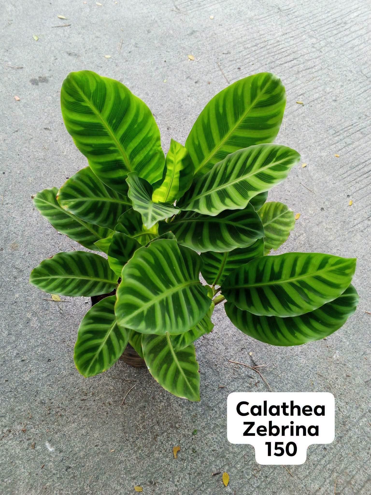 calathea