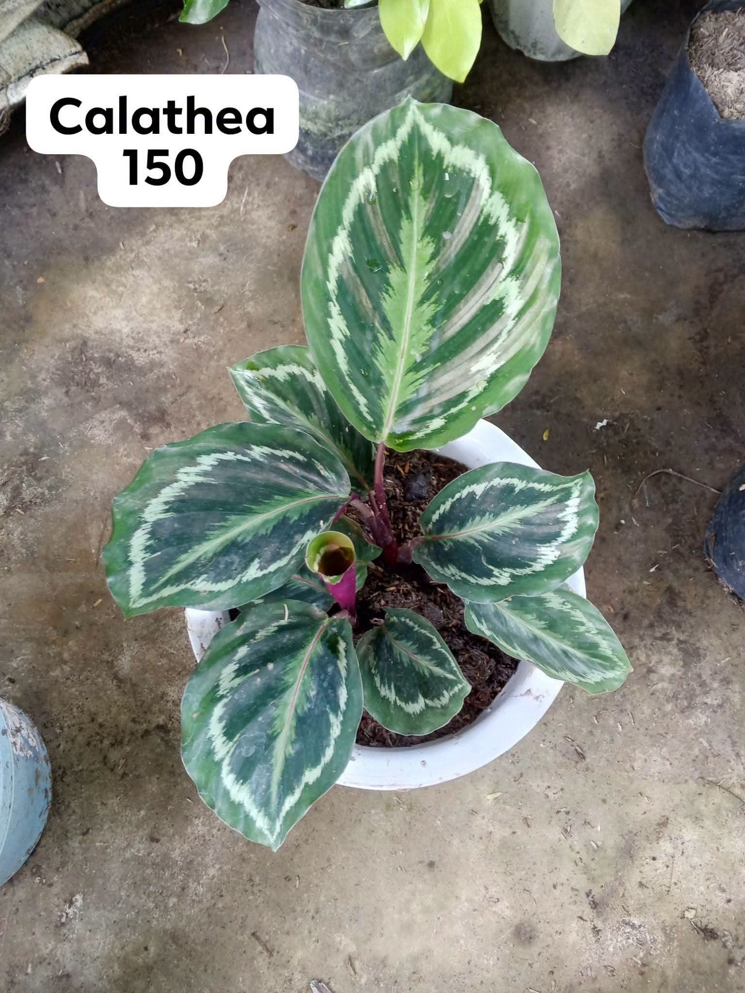 calathea photo 2