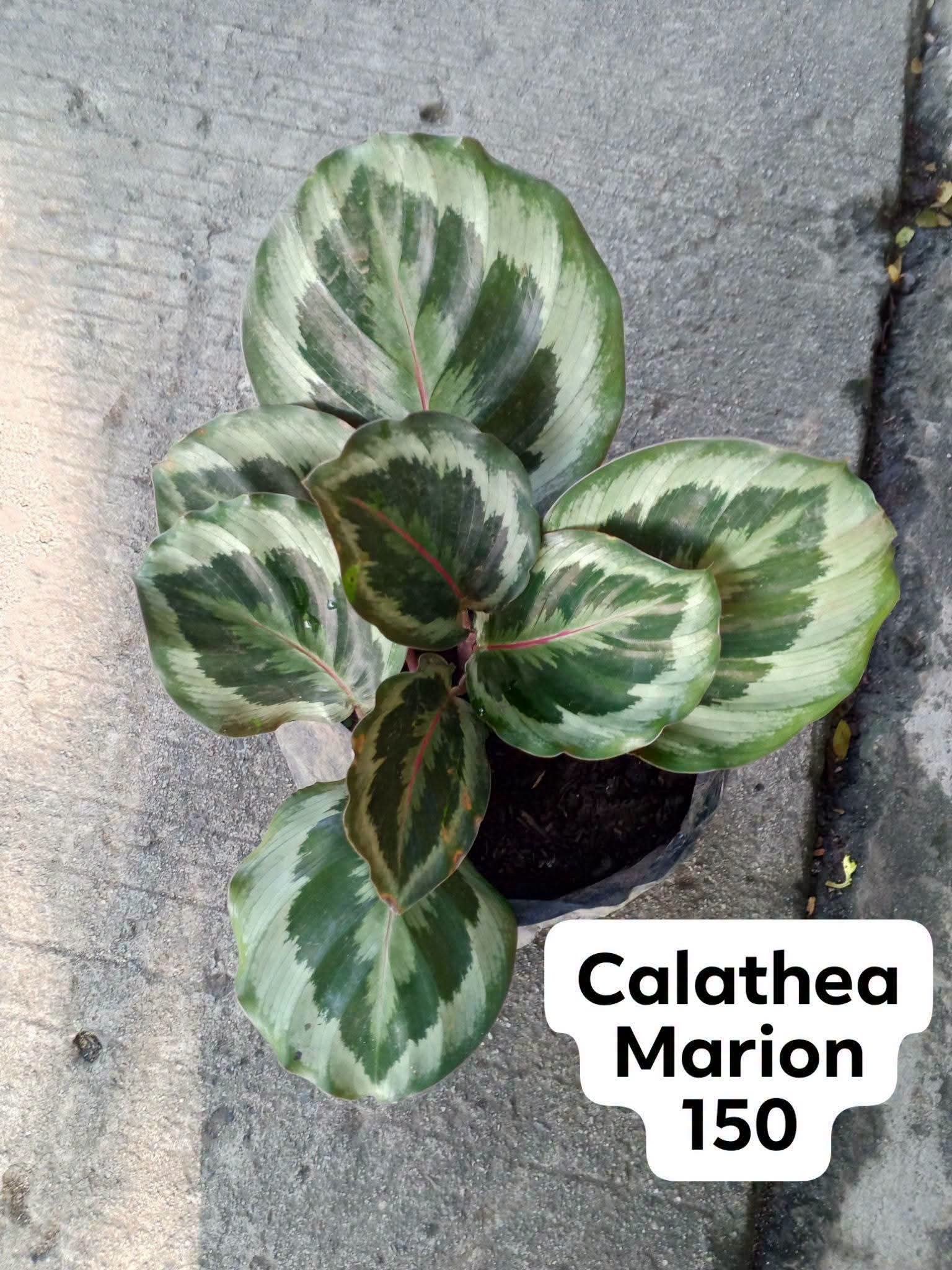 calathea photo 4