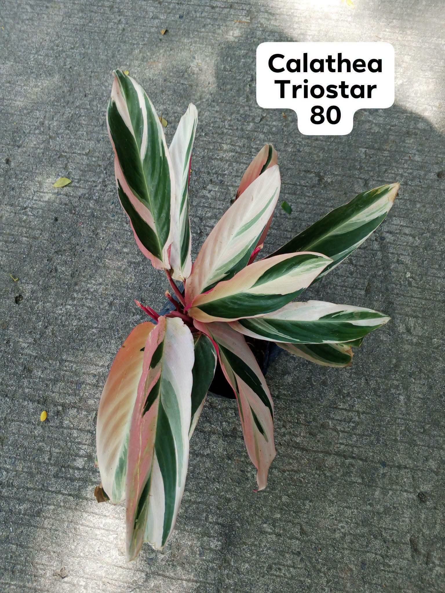 calathea photo 5