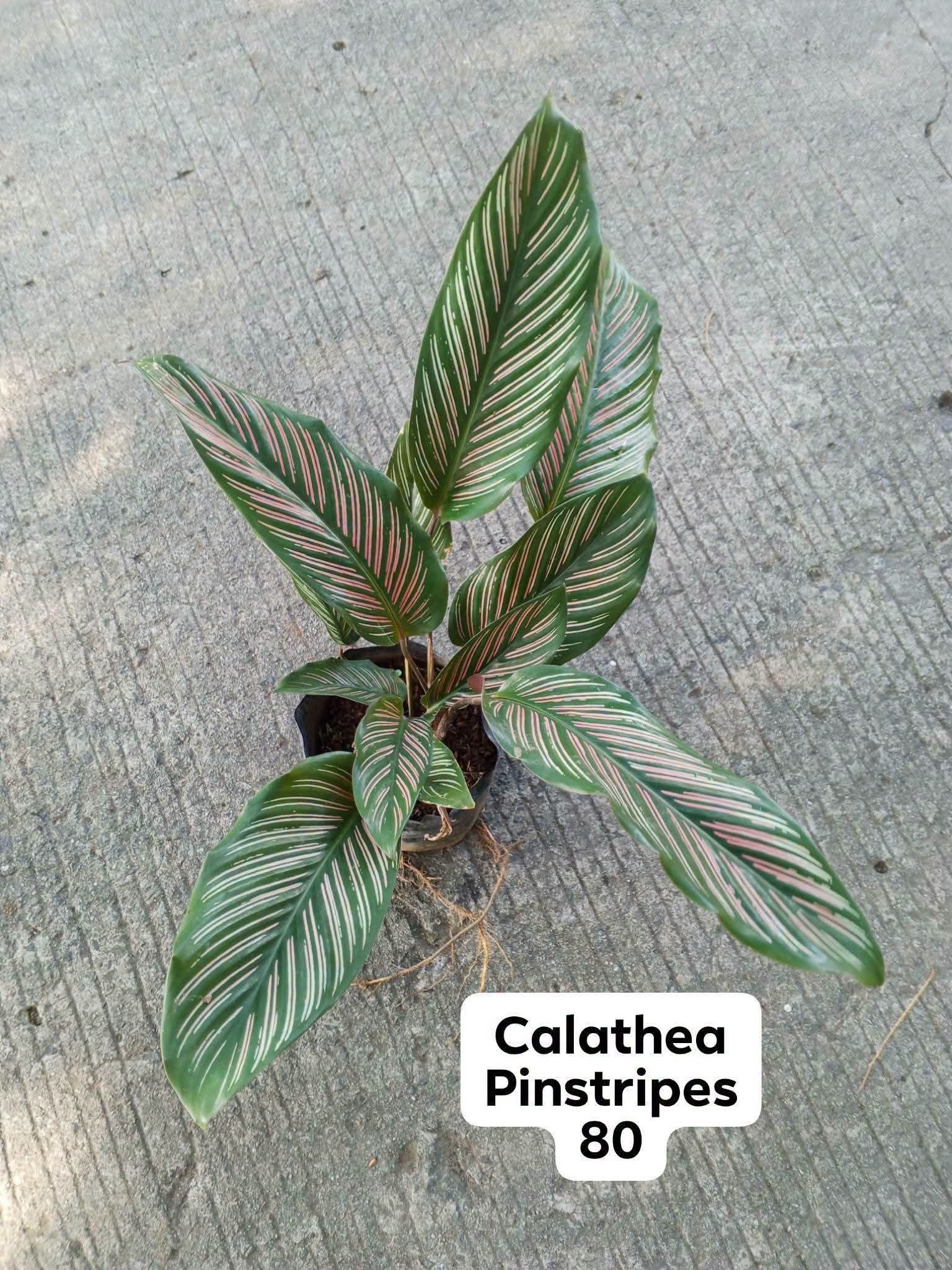 calathea photo 6