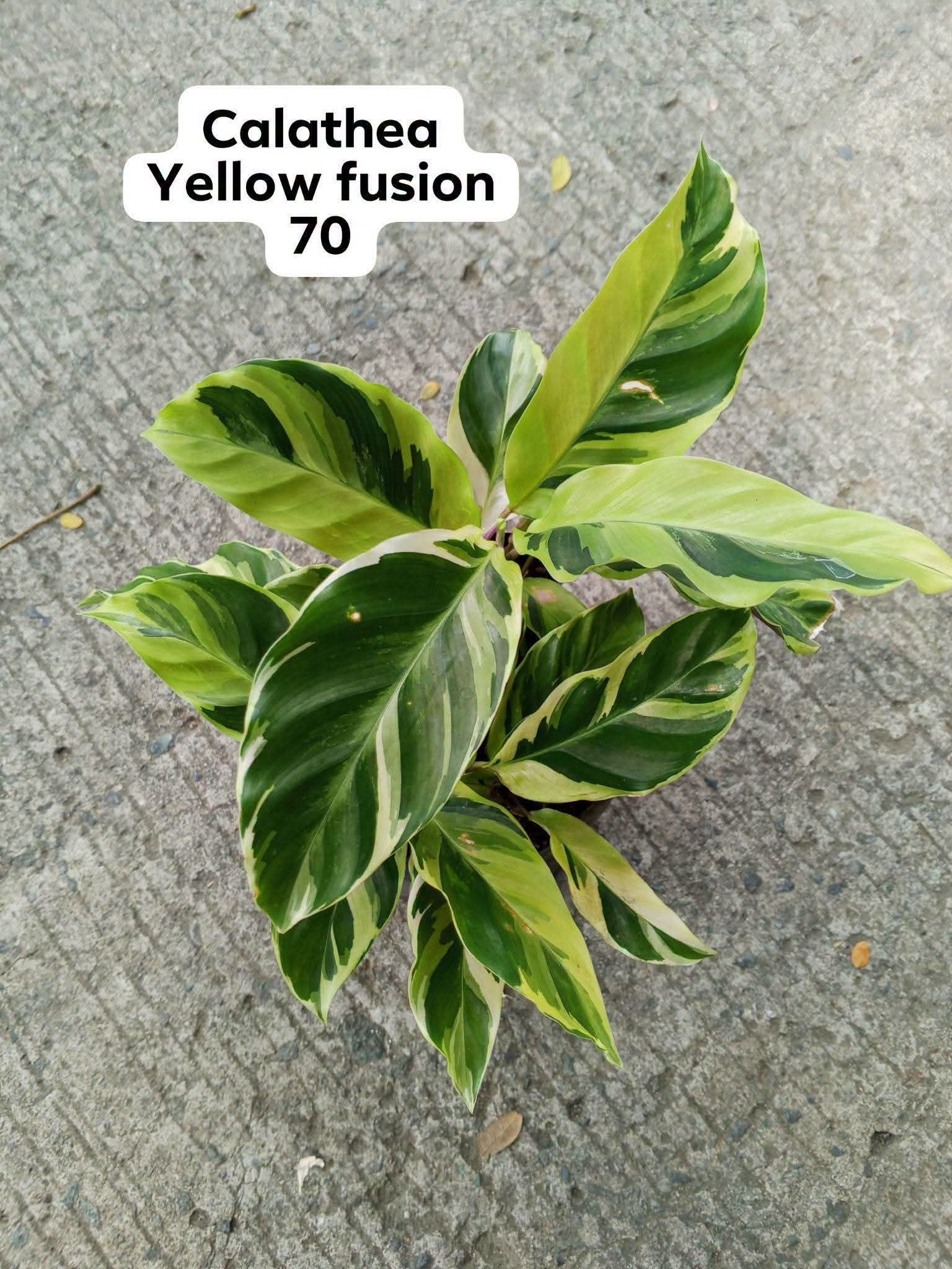 calathea photo 3