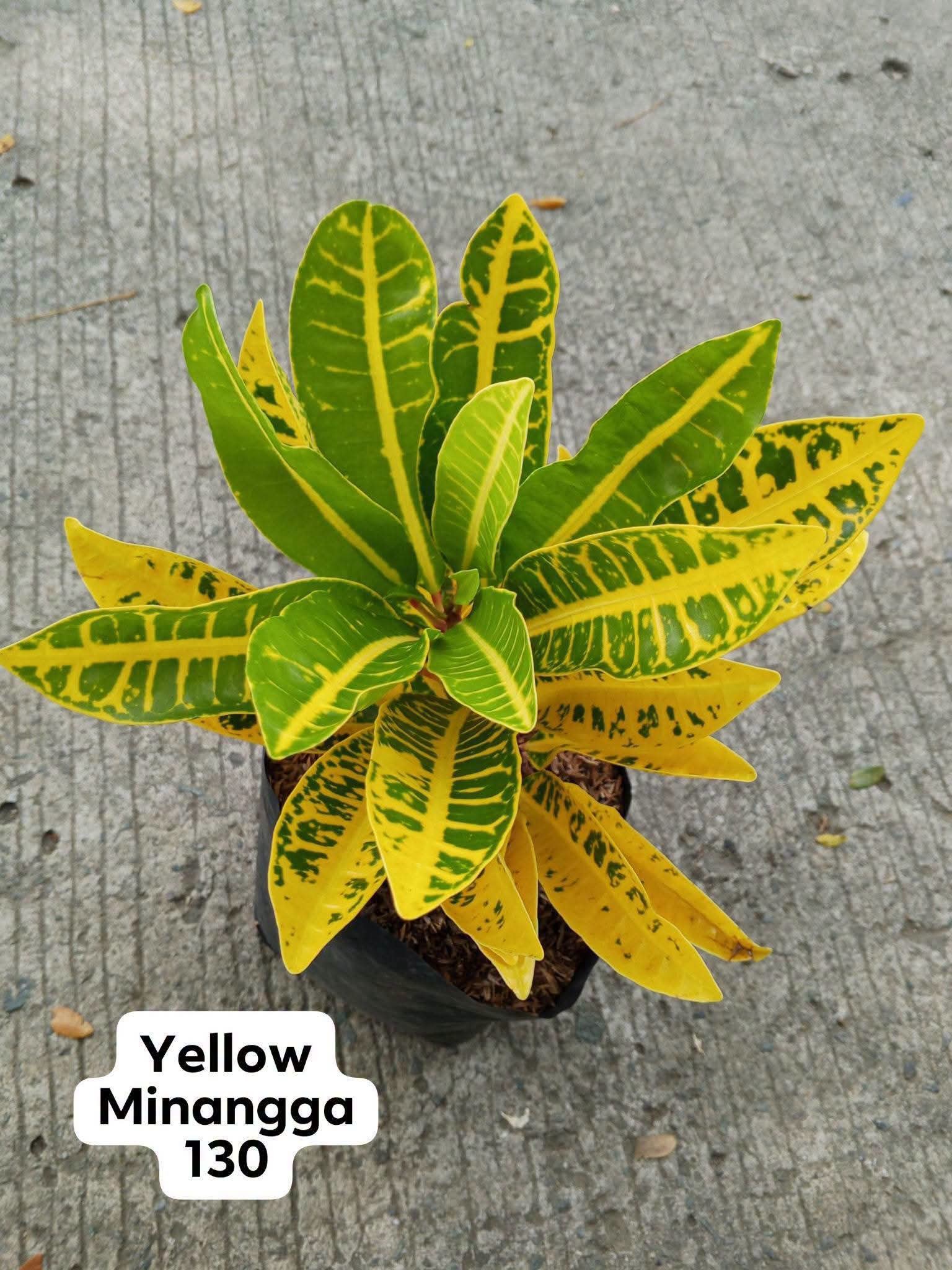 San Francisco/crotons