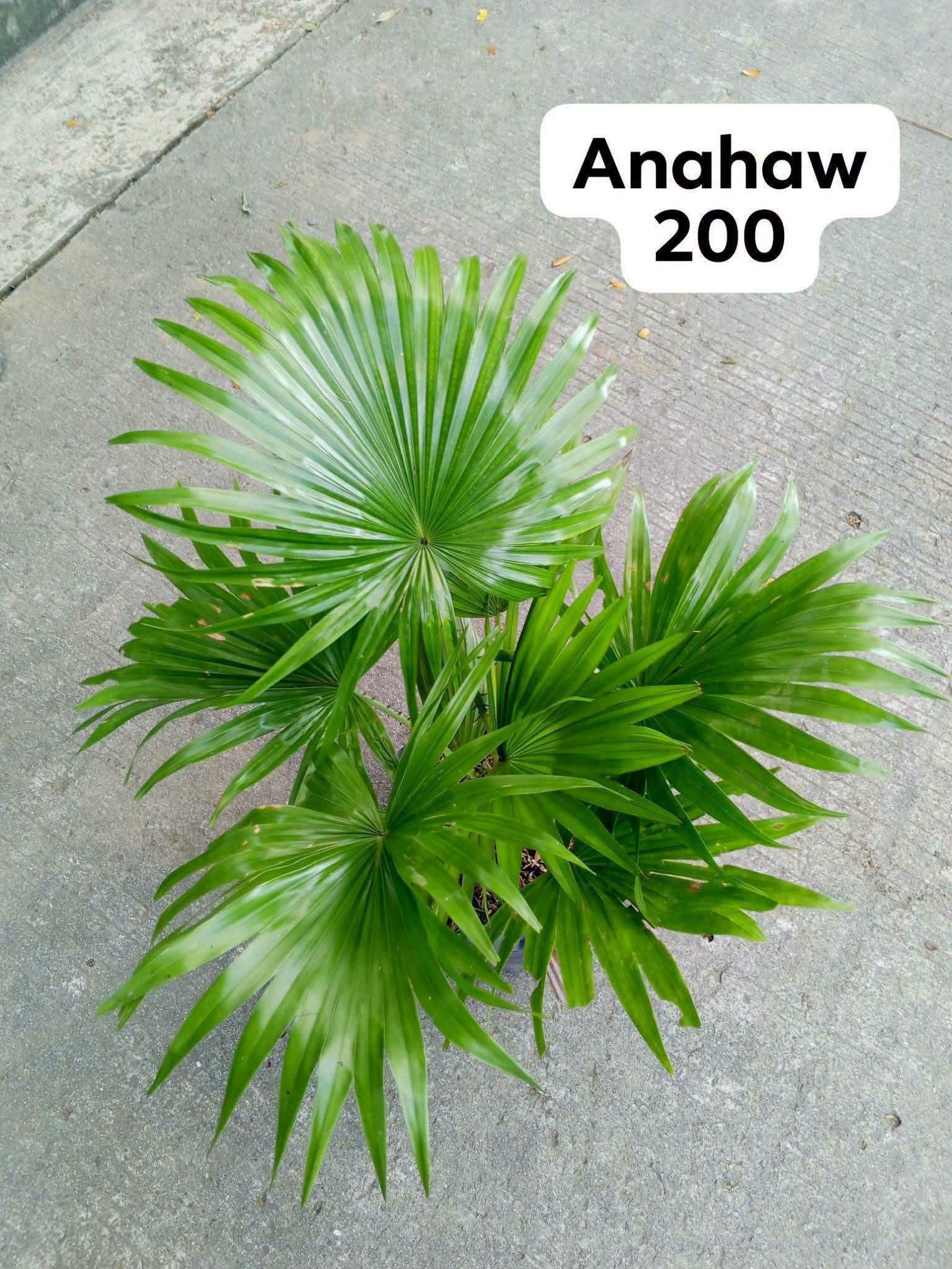 anahaw