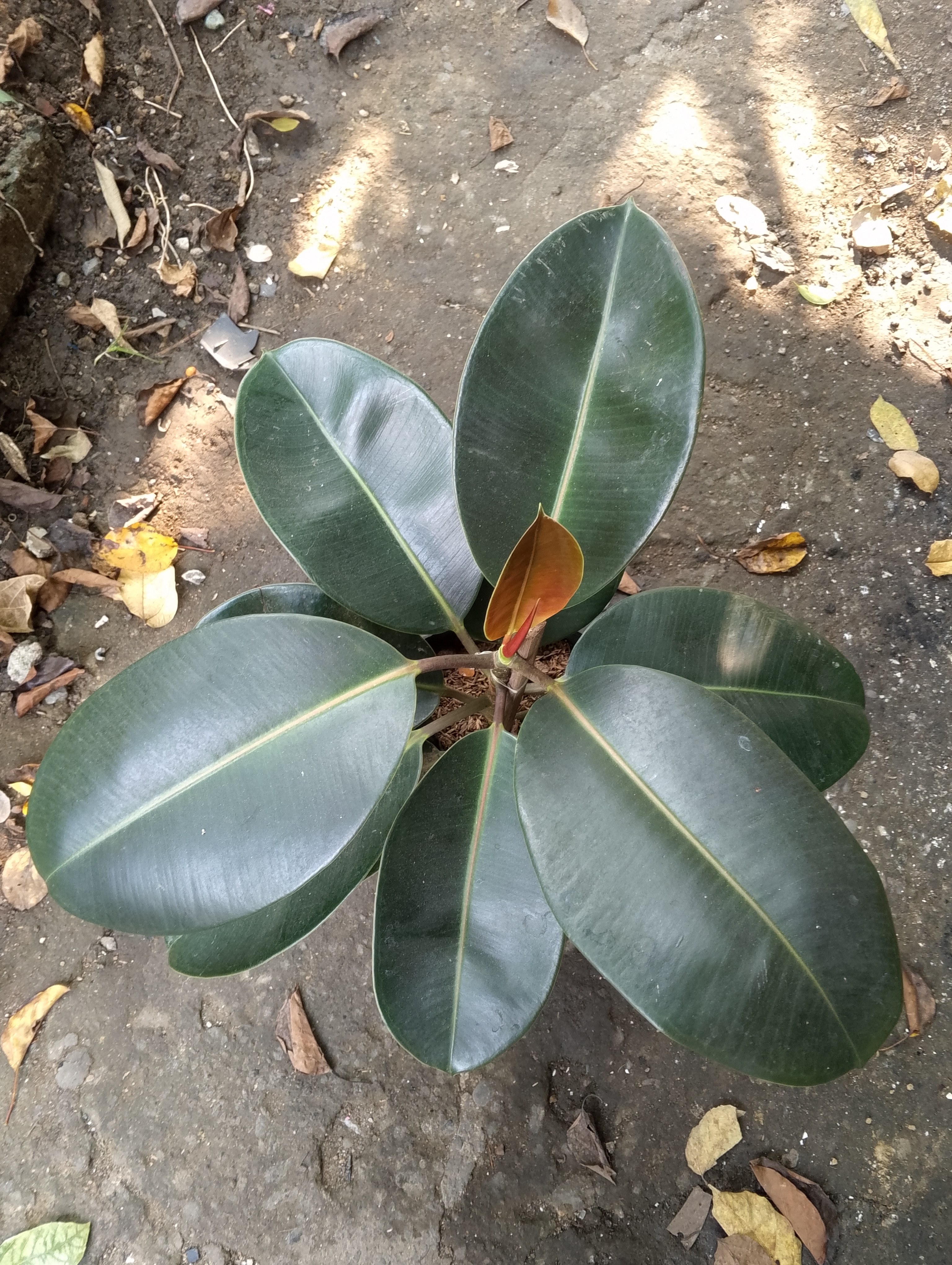 rubber tree