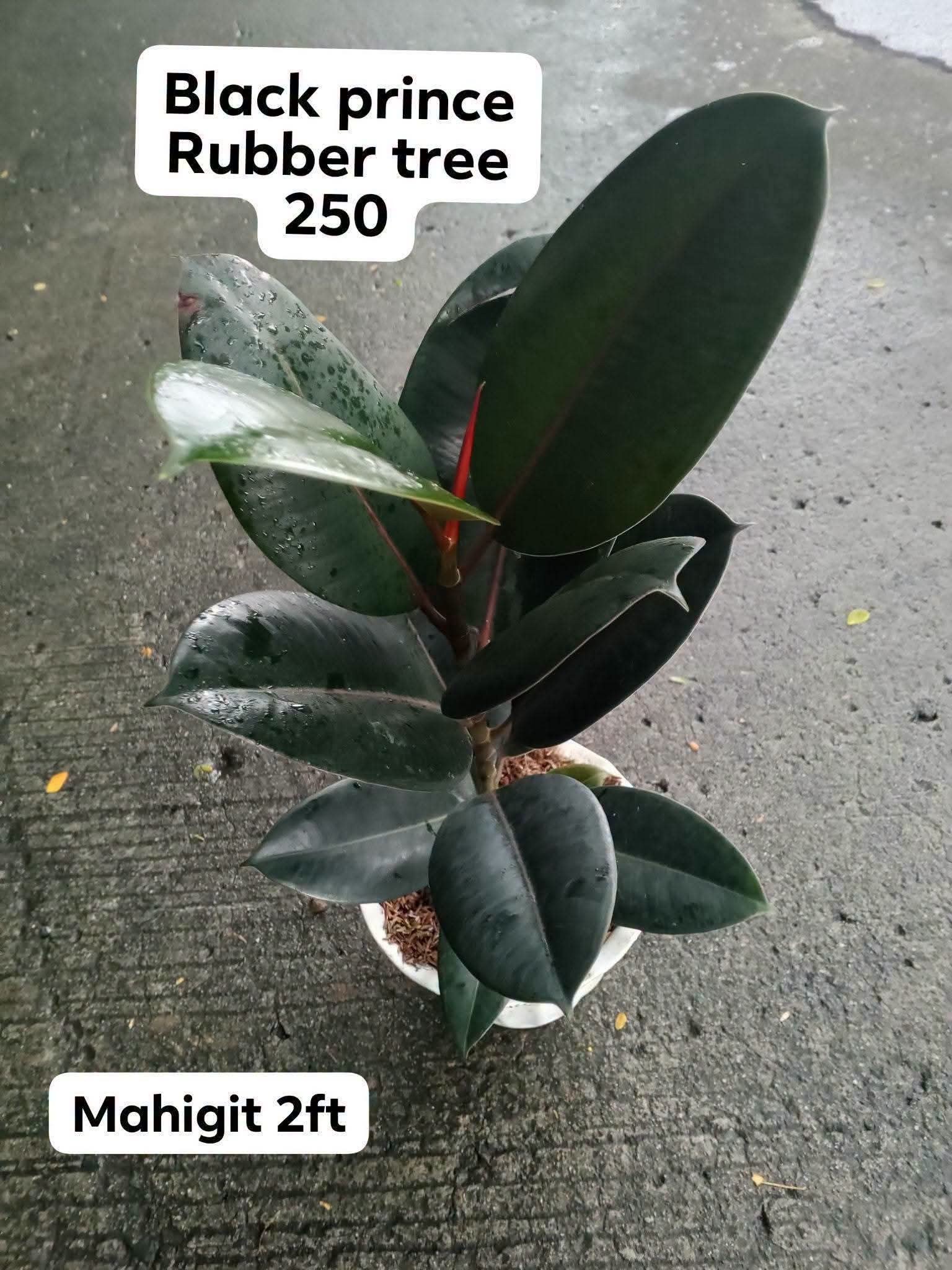 rubber tree photo 4
