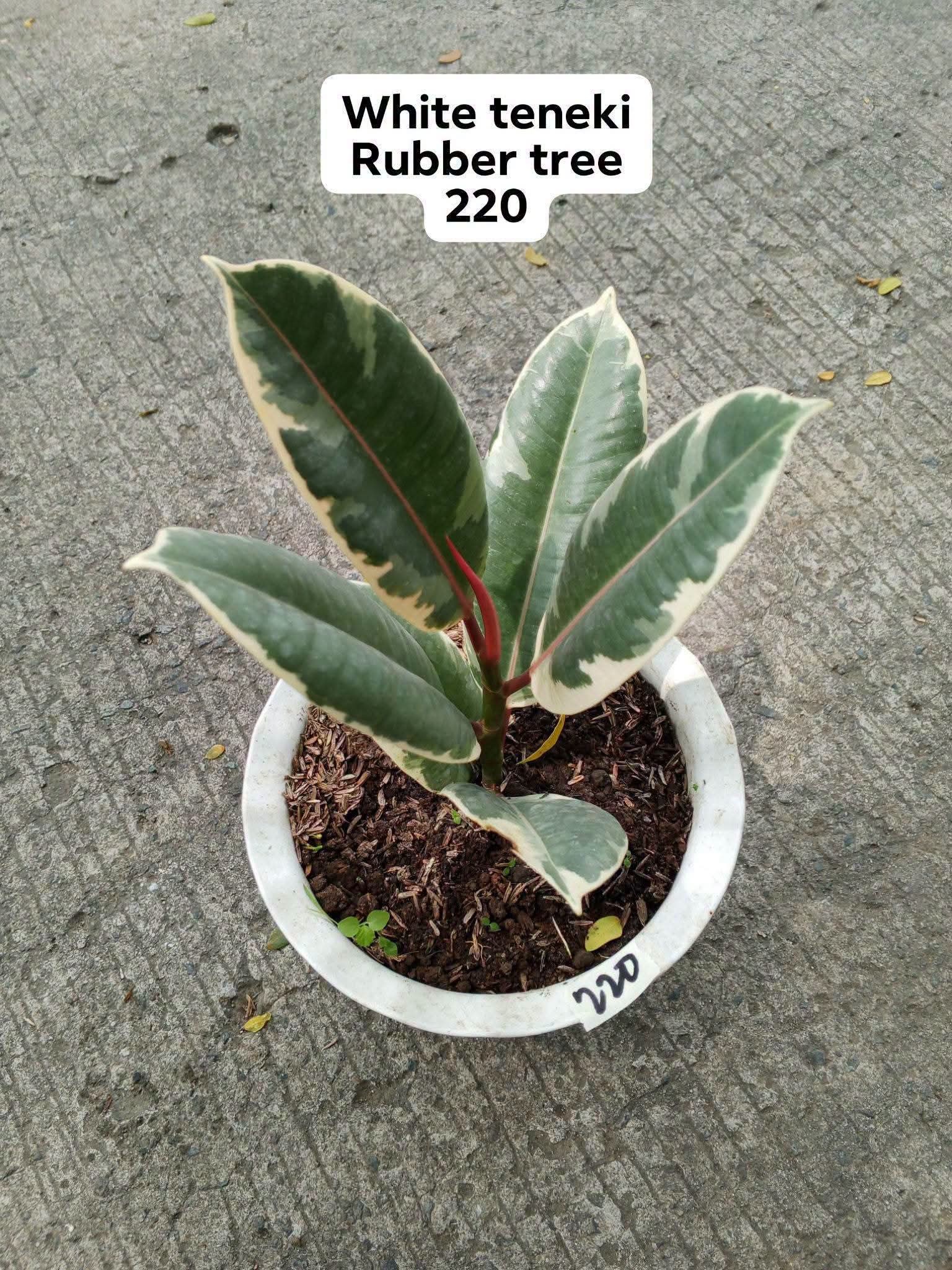 rubber tree photo 3