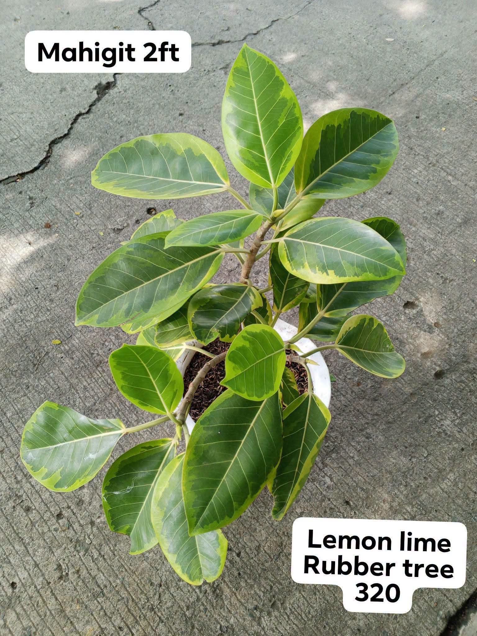 rubber tree photo 2