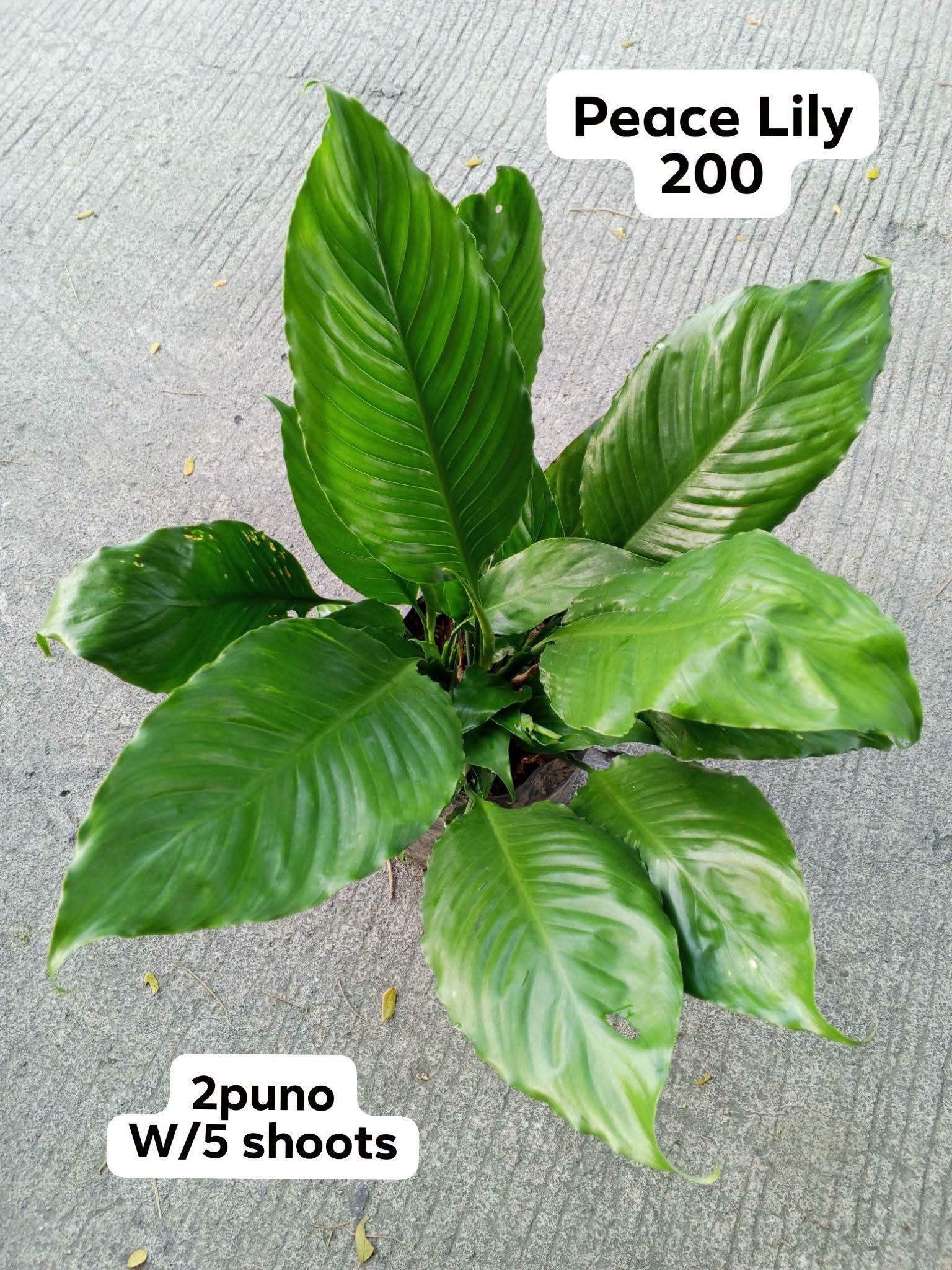 peace lily