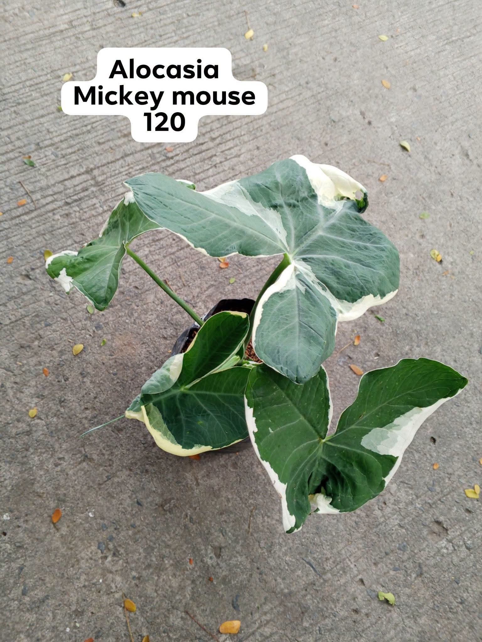 alocasia mickey mouse