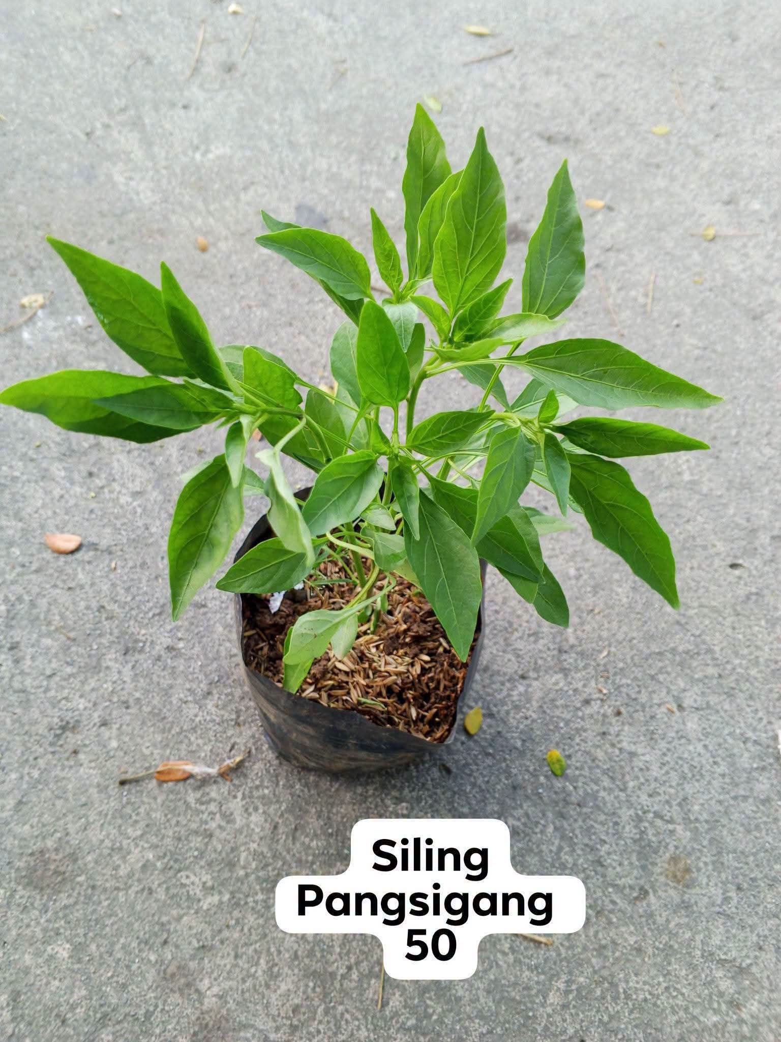 siling pangsigang