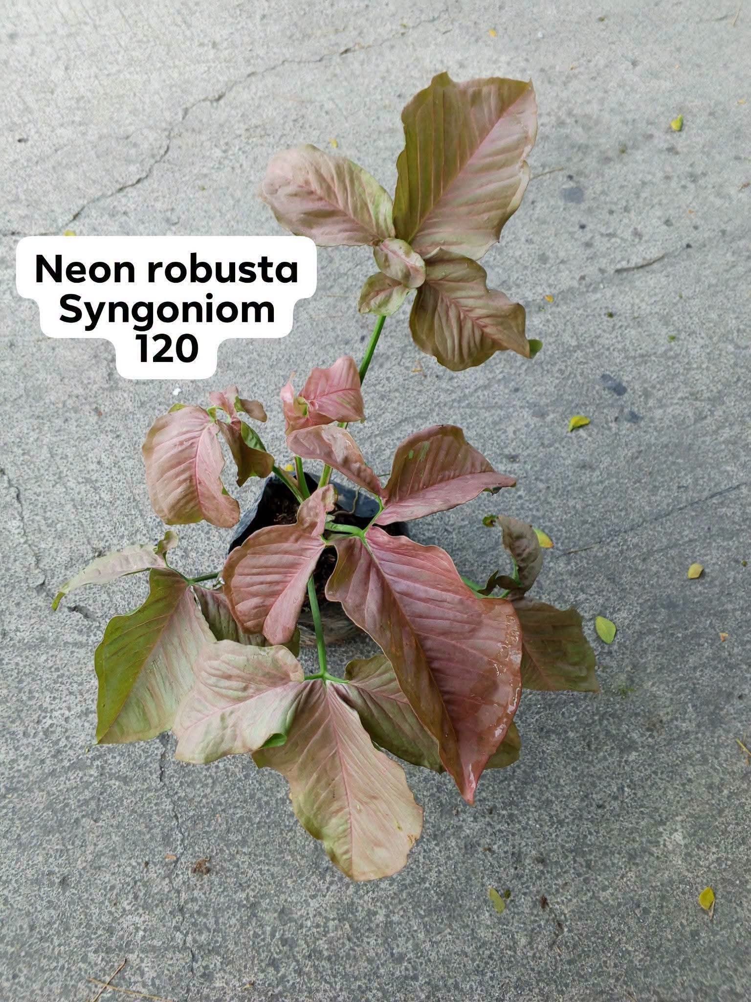 neon robusta syngoniom