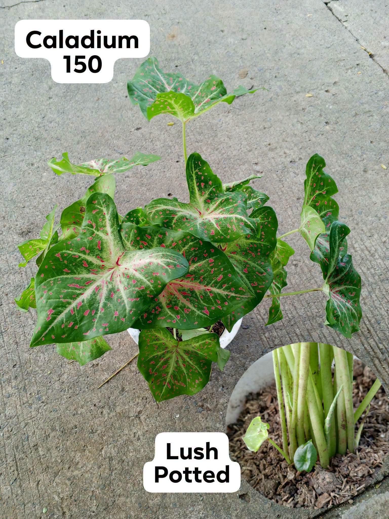 caladium