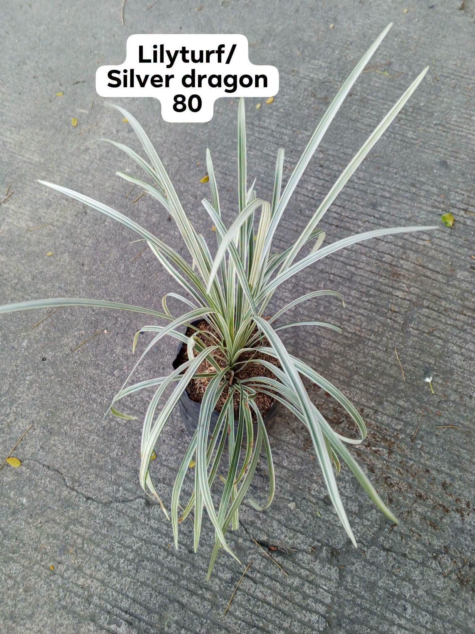 Lilyturf