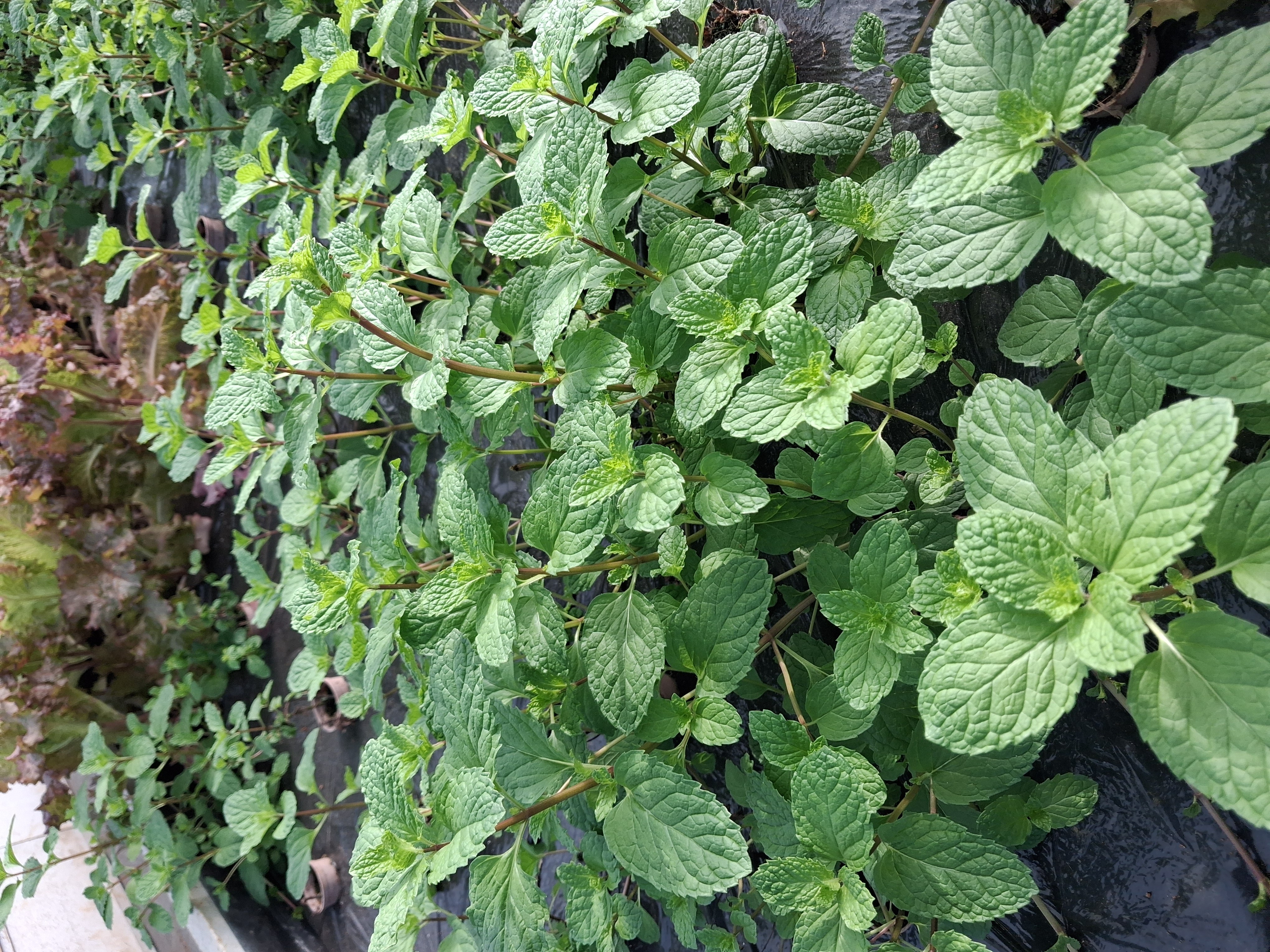 peppermint leaves photo 2