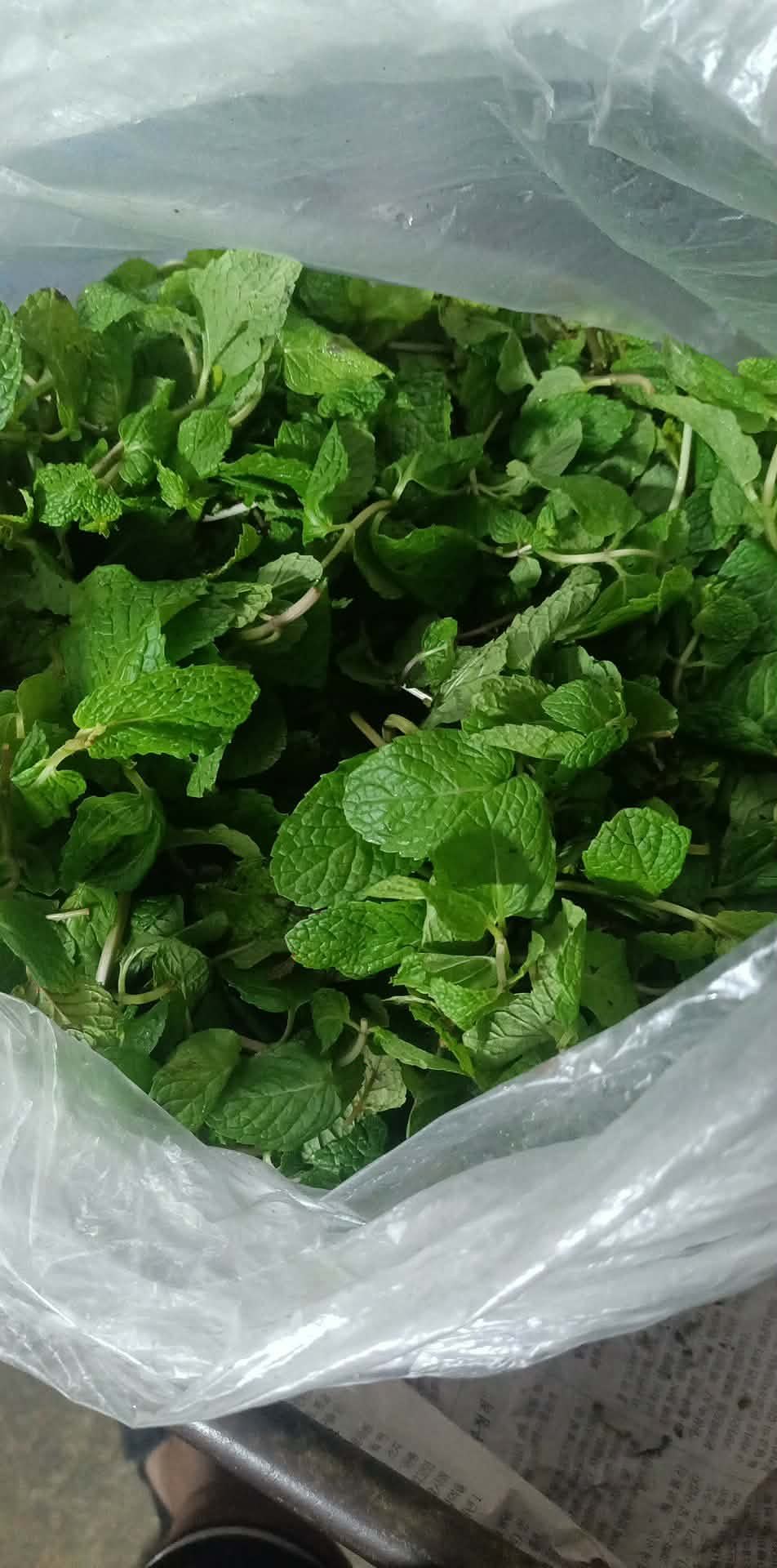 peppermint leaves photo 3