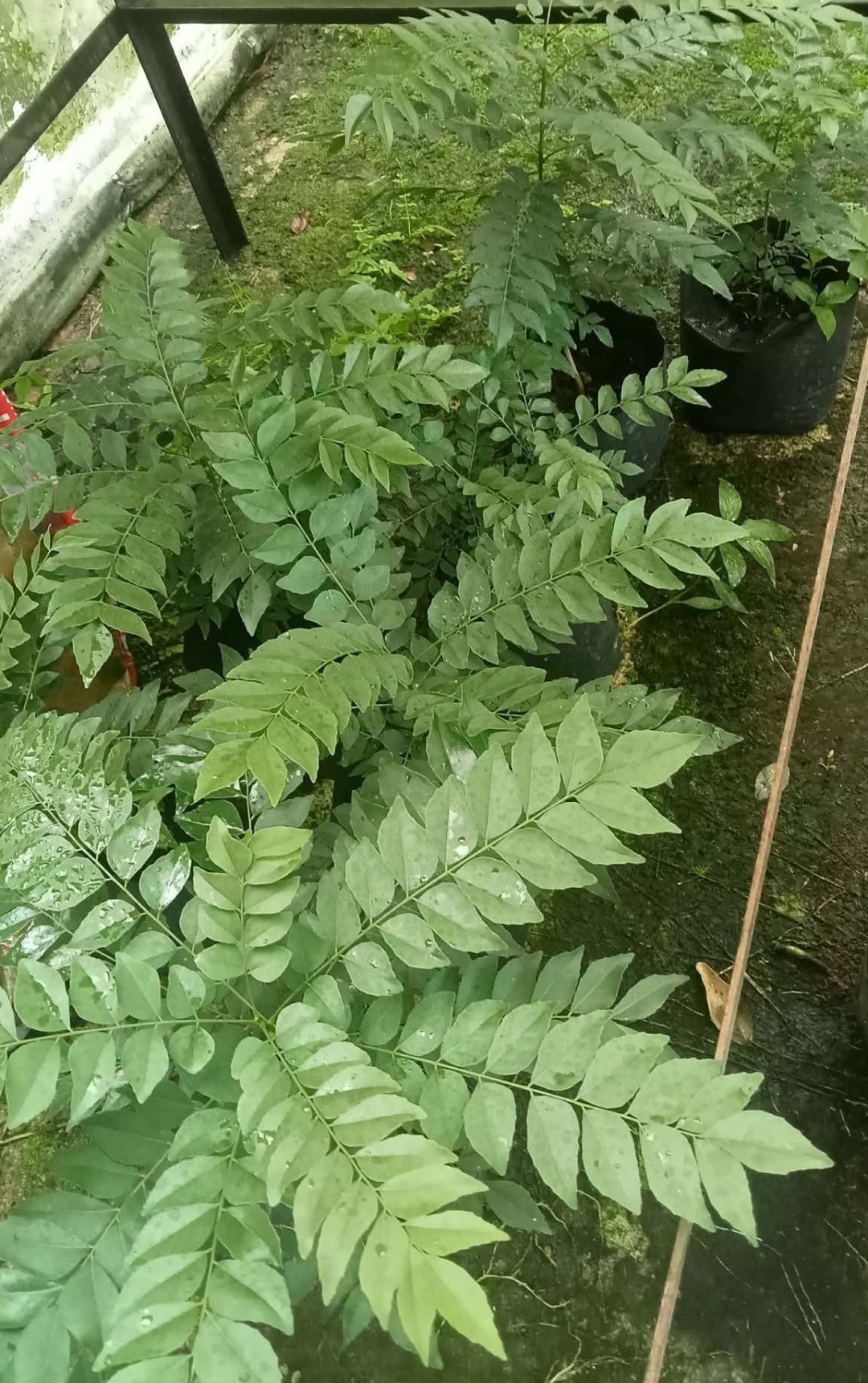 curry leaf 🌱plant
