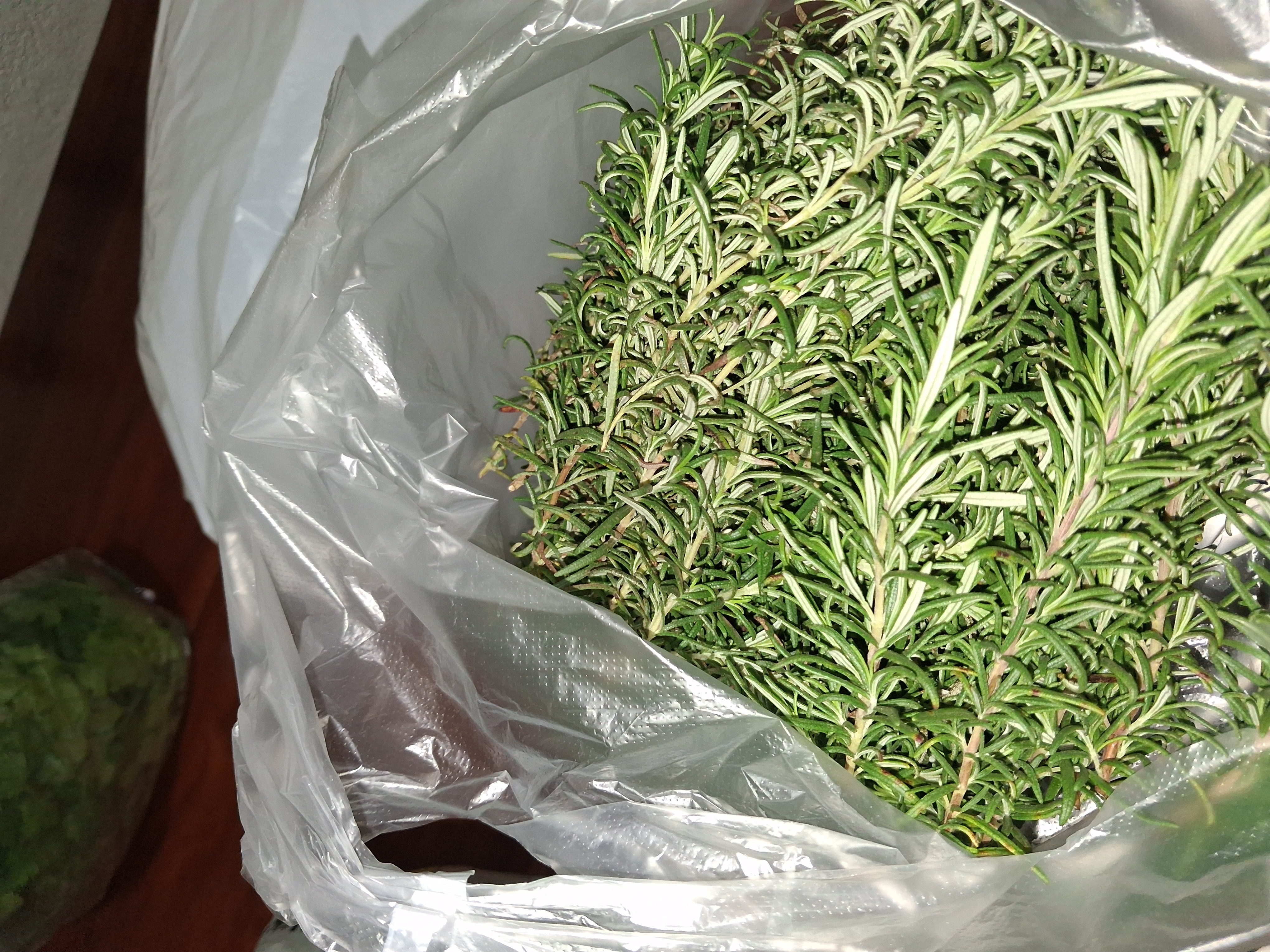 rosemary photo 2