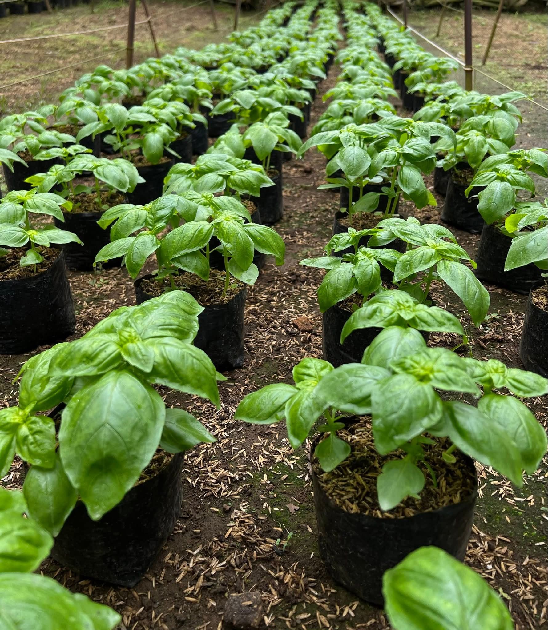 sweet basil