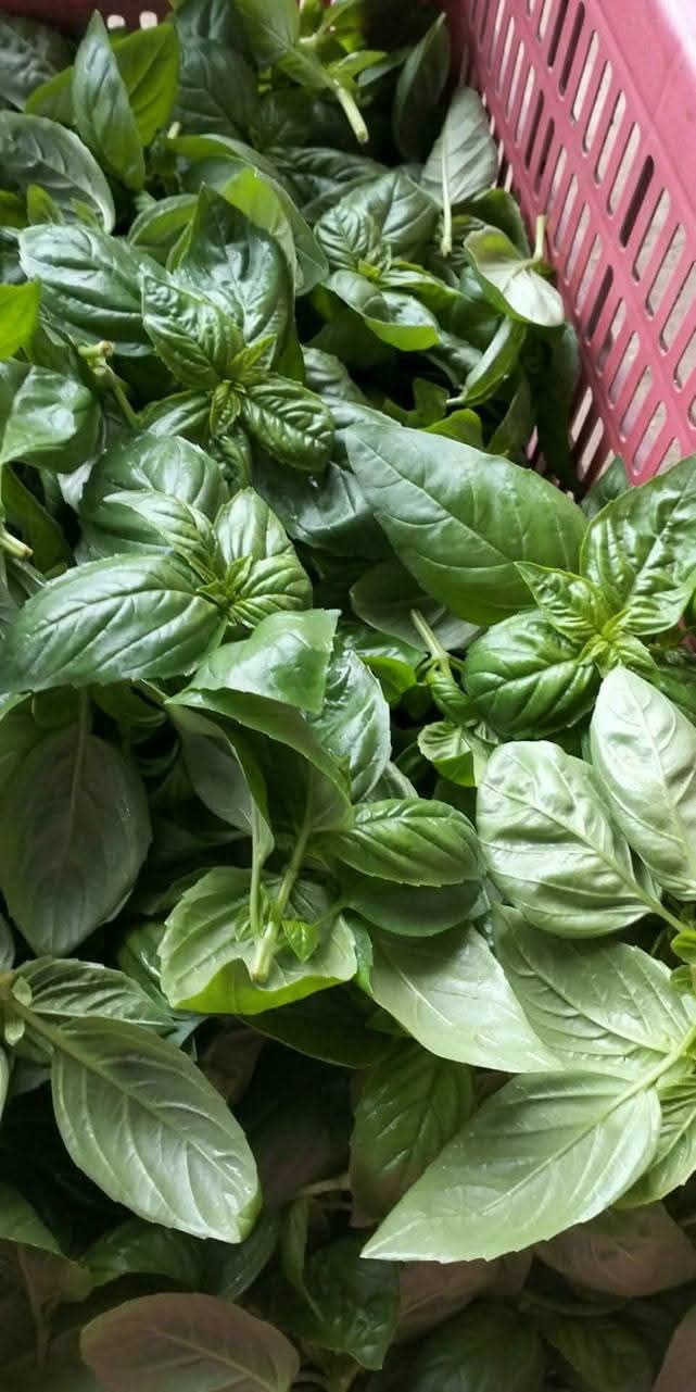 sweet basil photo 3