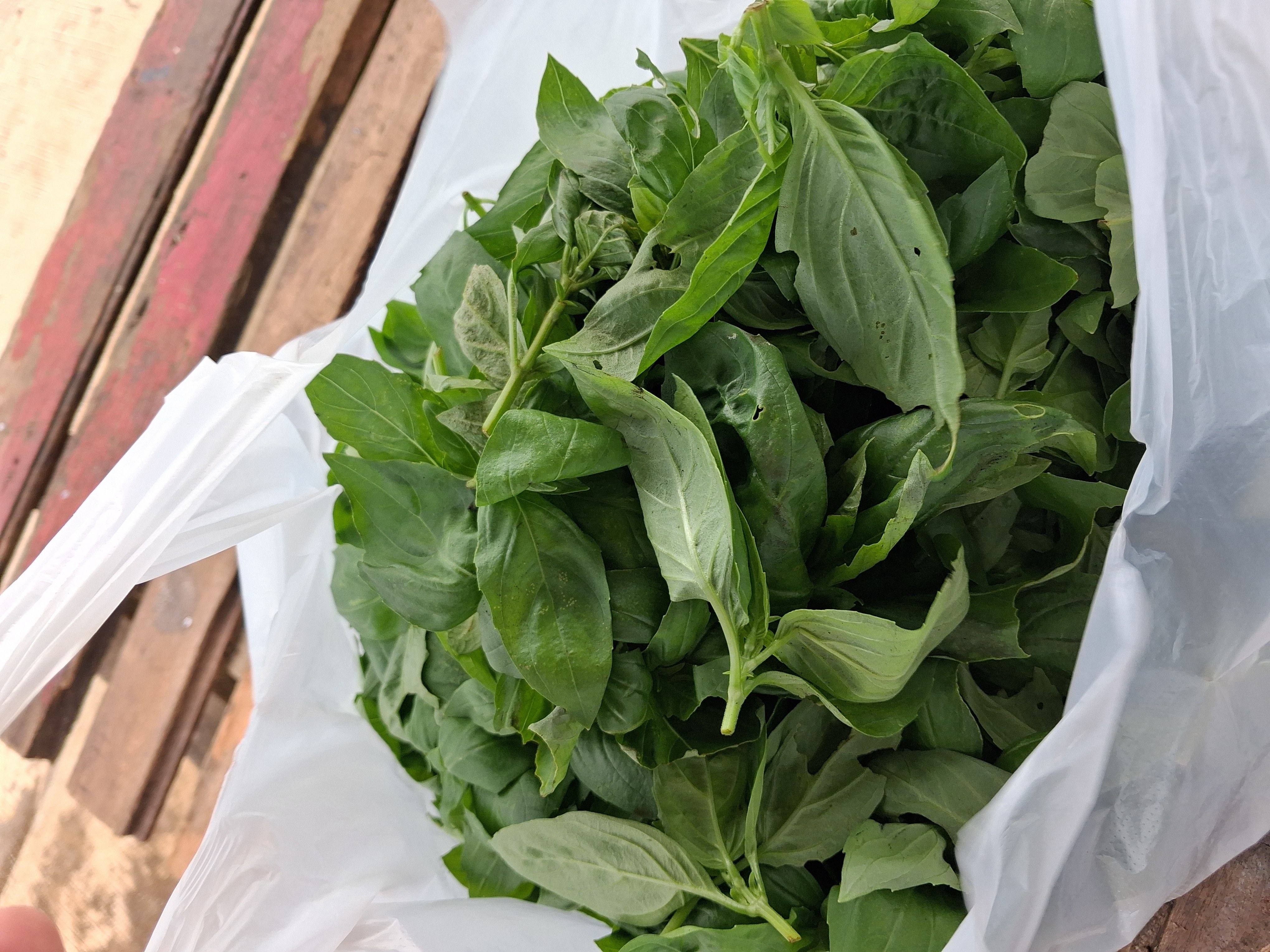 sweet basil photo 4
