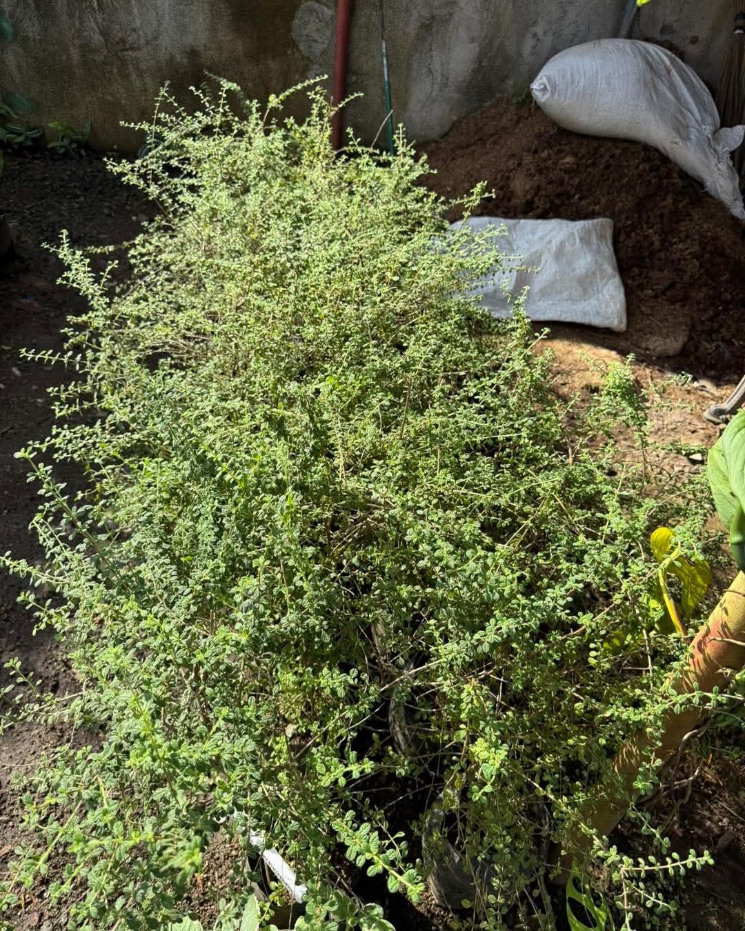 Italian Oregano