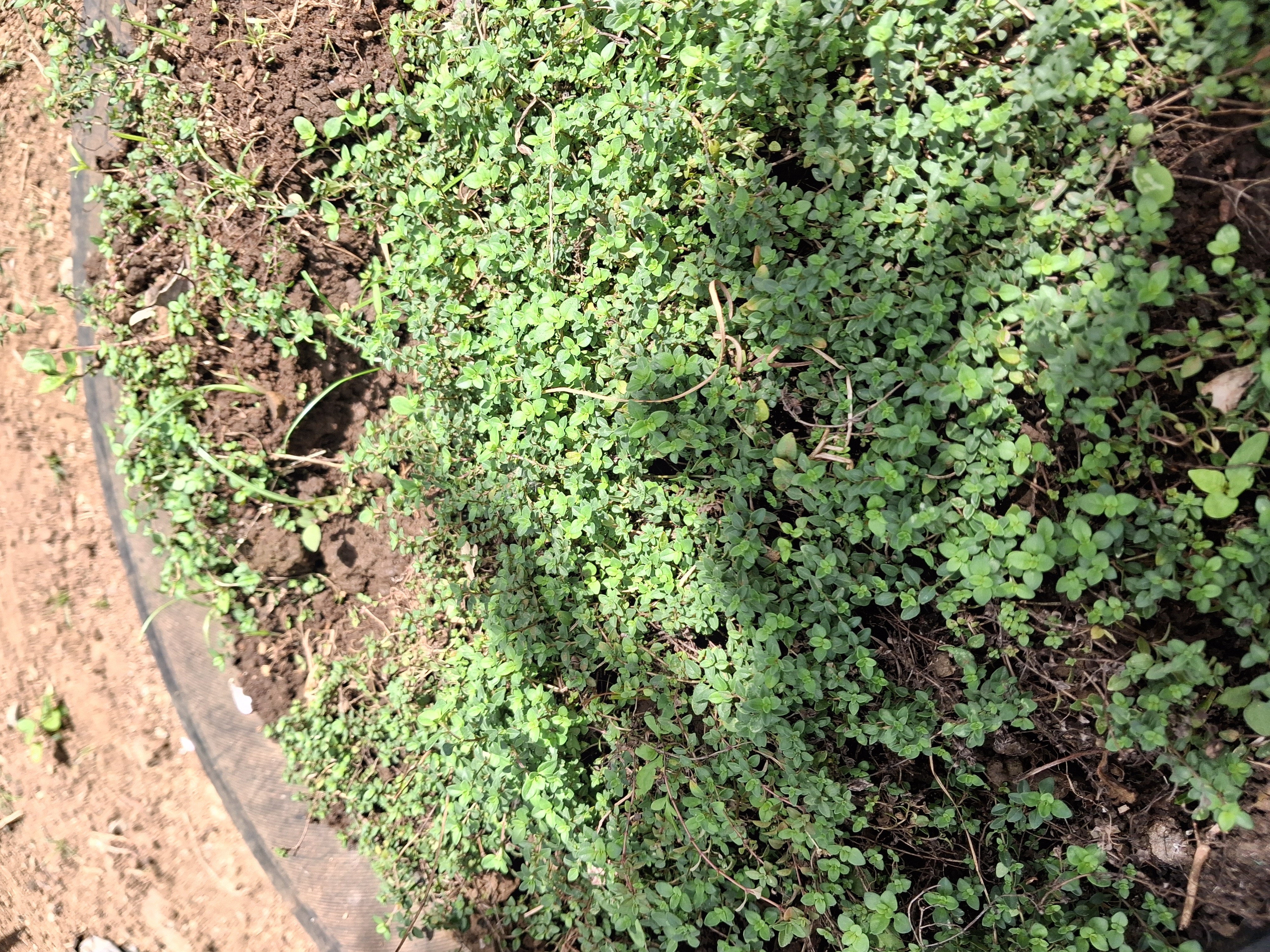 thyme photo 2