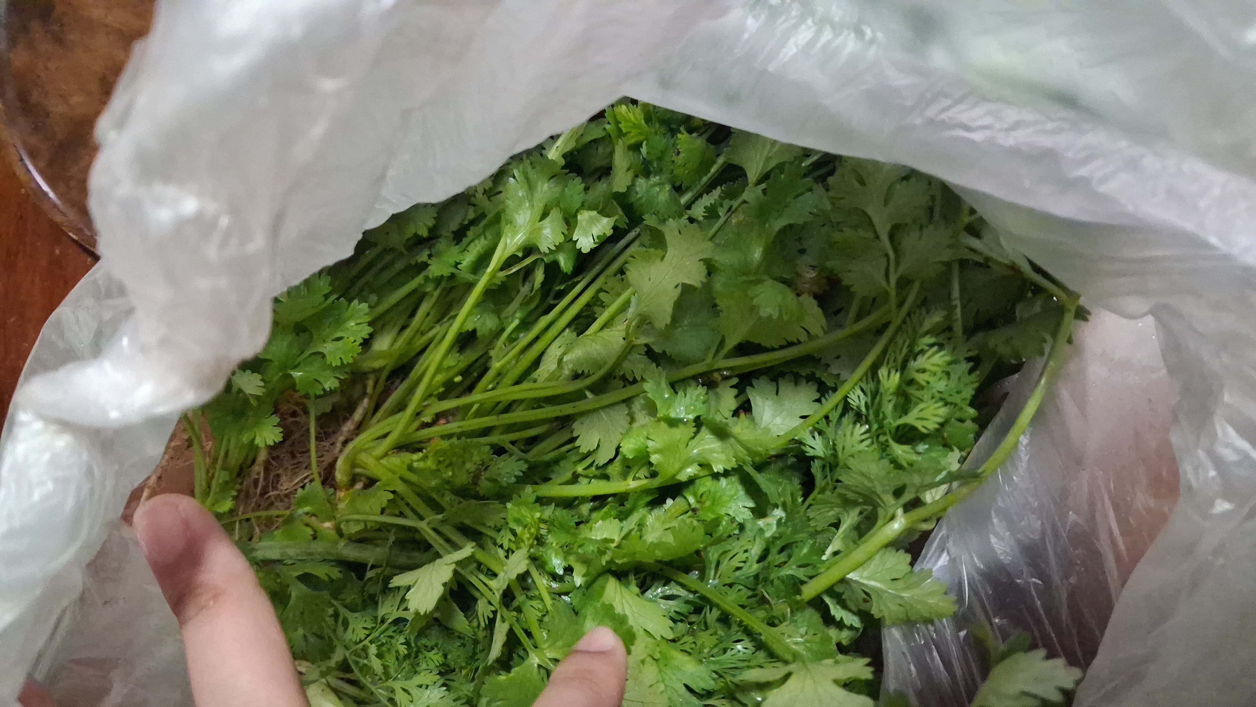 cilantro